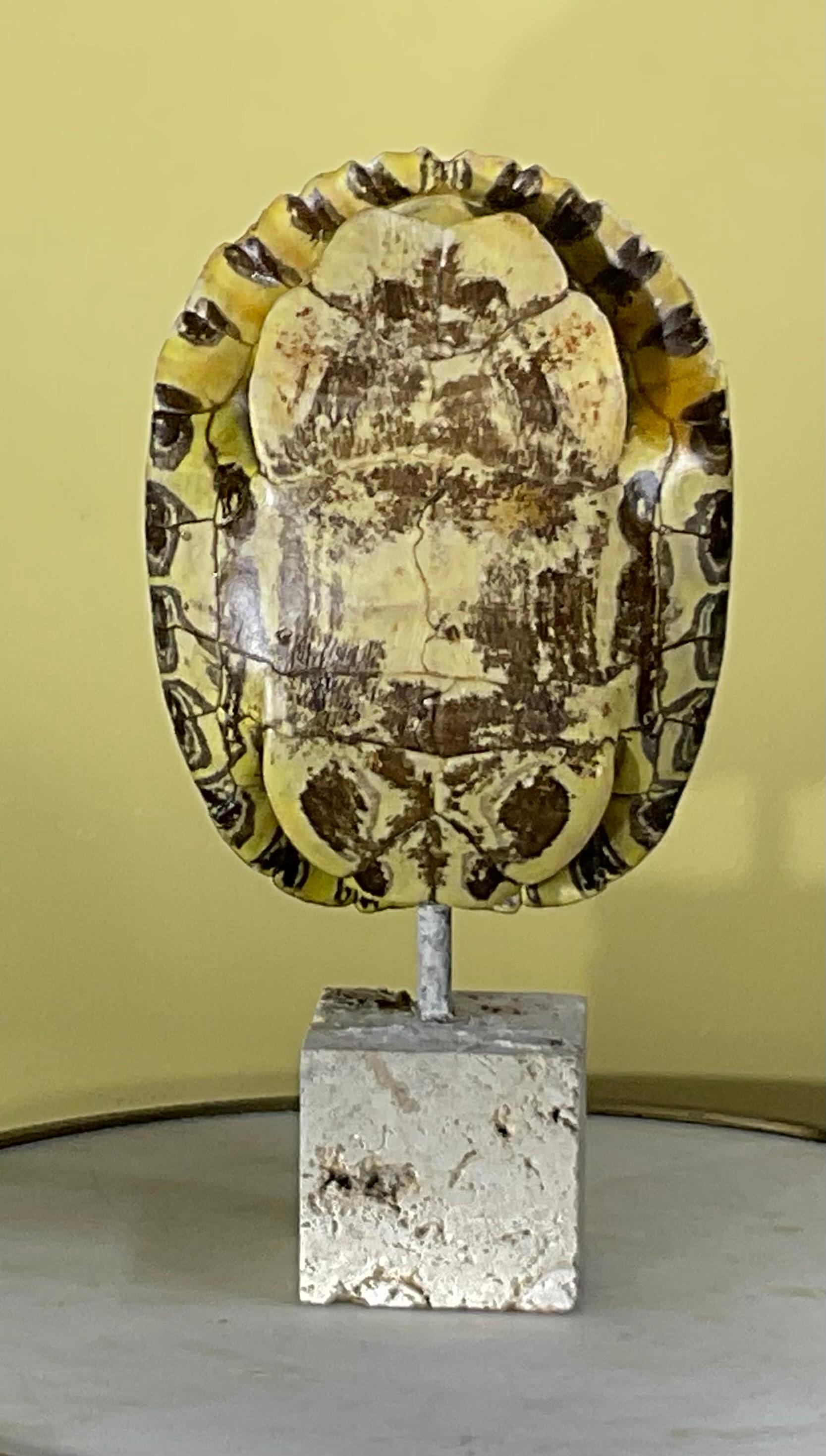 20ième siècle Écaille de tortue d'eau douce américaine authentique en vente