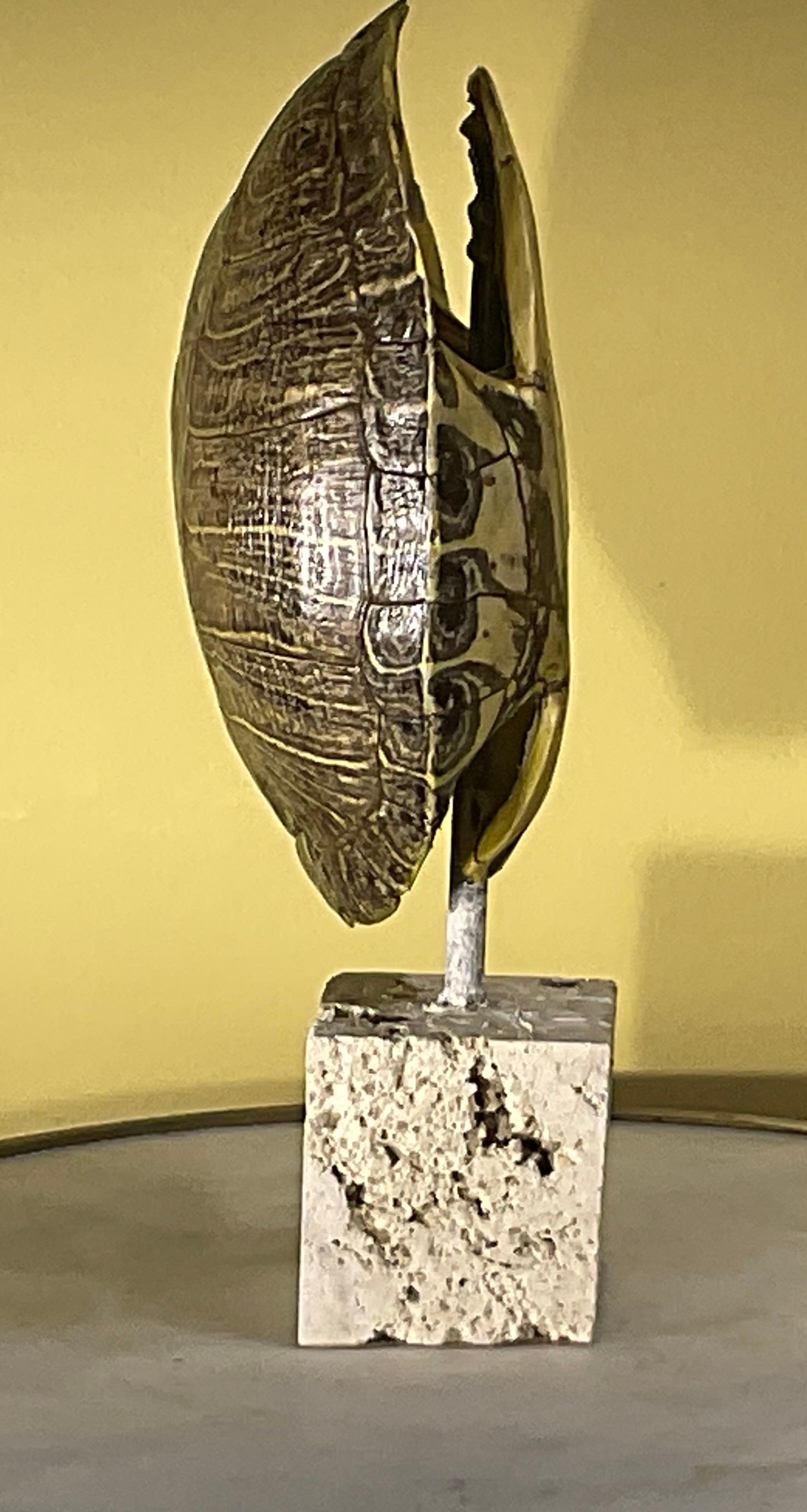Écaille de tortue d'eau douce américaine authentique en vente 2