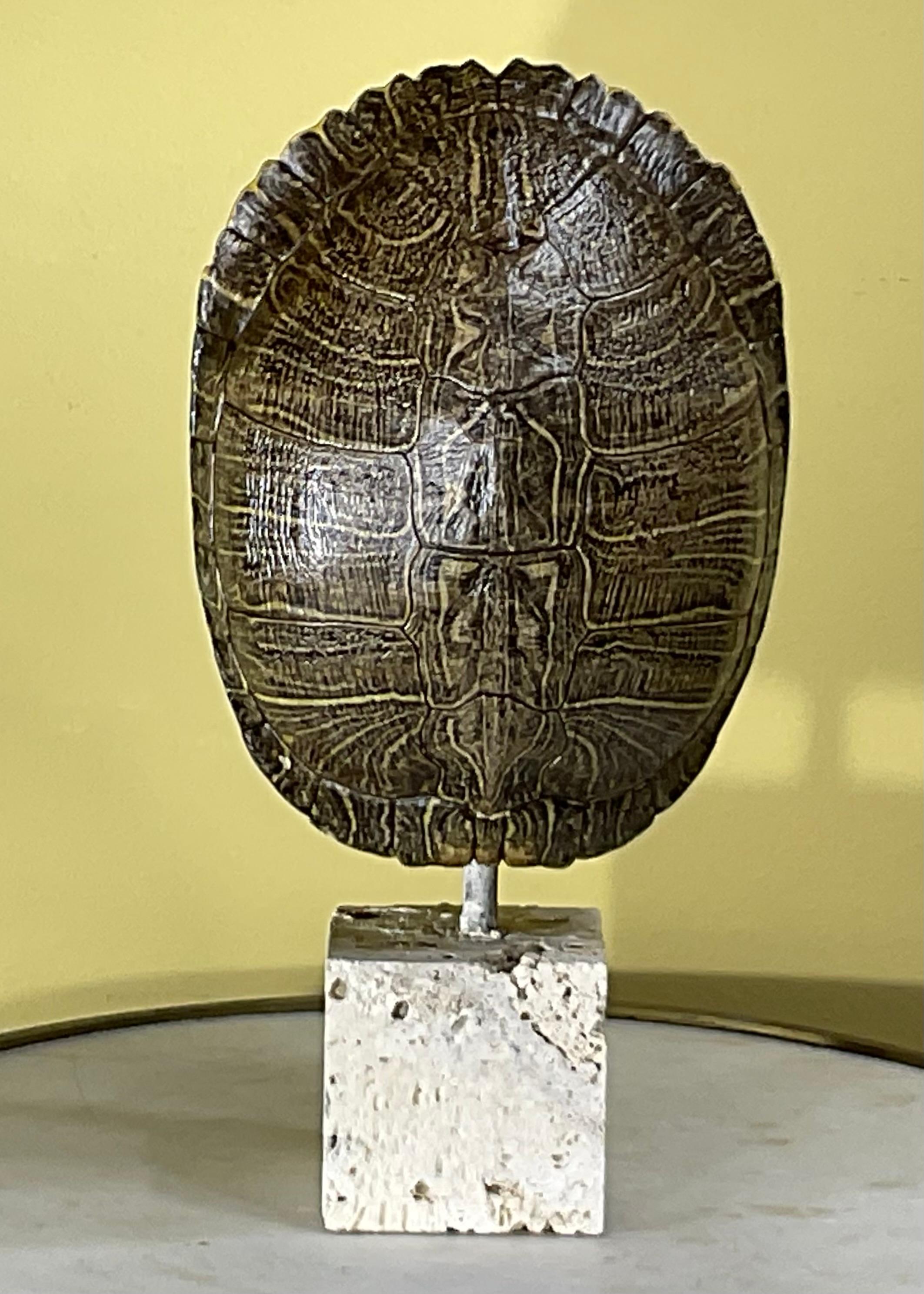 Écaille de tortue d'eau douce américaine authentique en vente 3