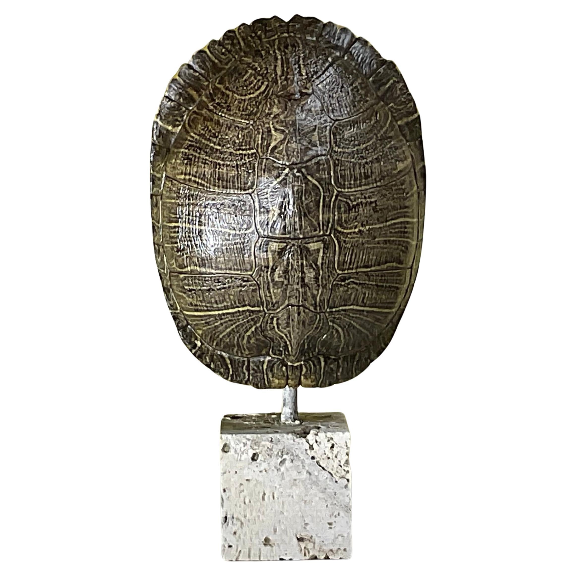 Caparazón genuino de tortuga americana de agua dulce