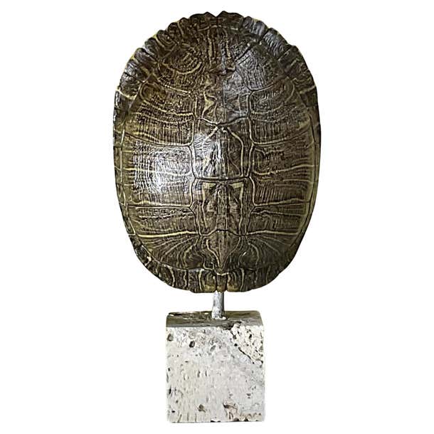 Single Genuine American Fresh Water Turtle Shell For Sale at 1stDibs