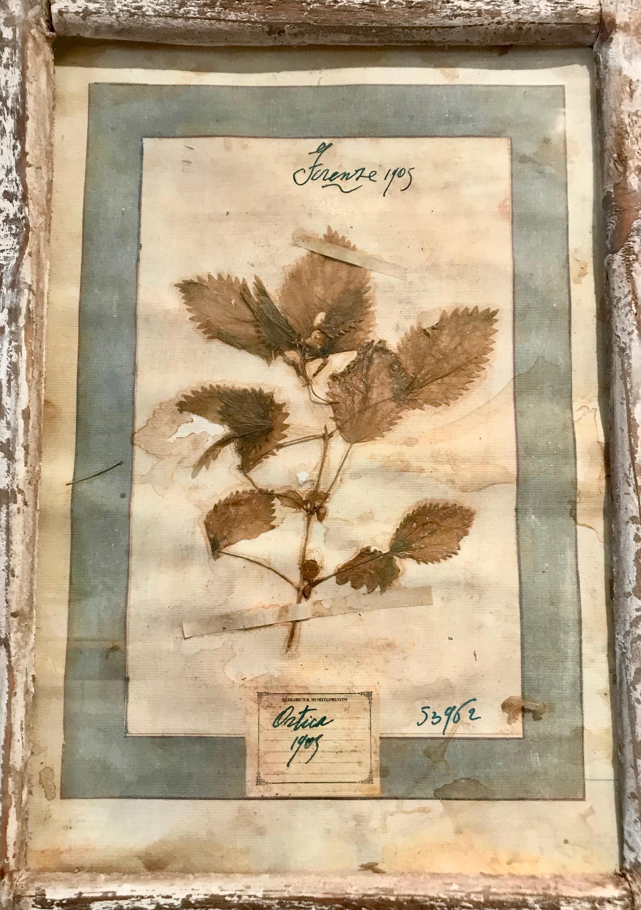 In addition to this lovely single framed Florentine botanical, we have three pairs of slightly larger Florentine dried botanicals, all identically framed. In good antique condition, there has been some humidity that has seeped into the paper, giving