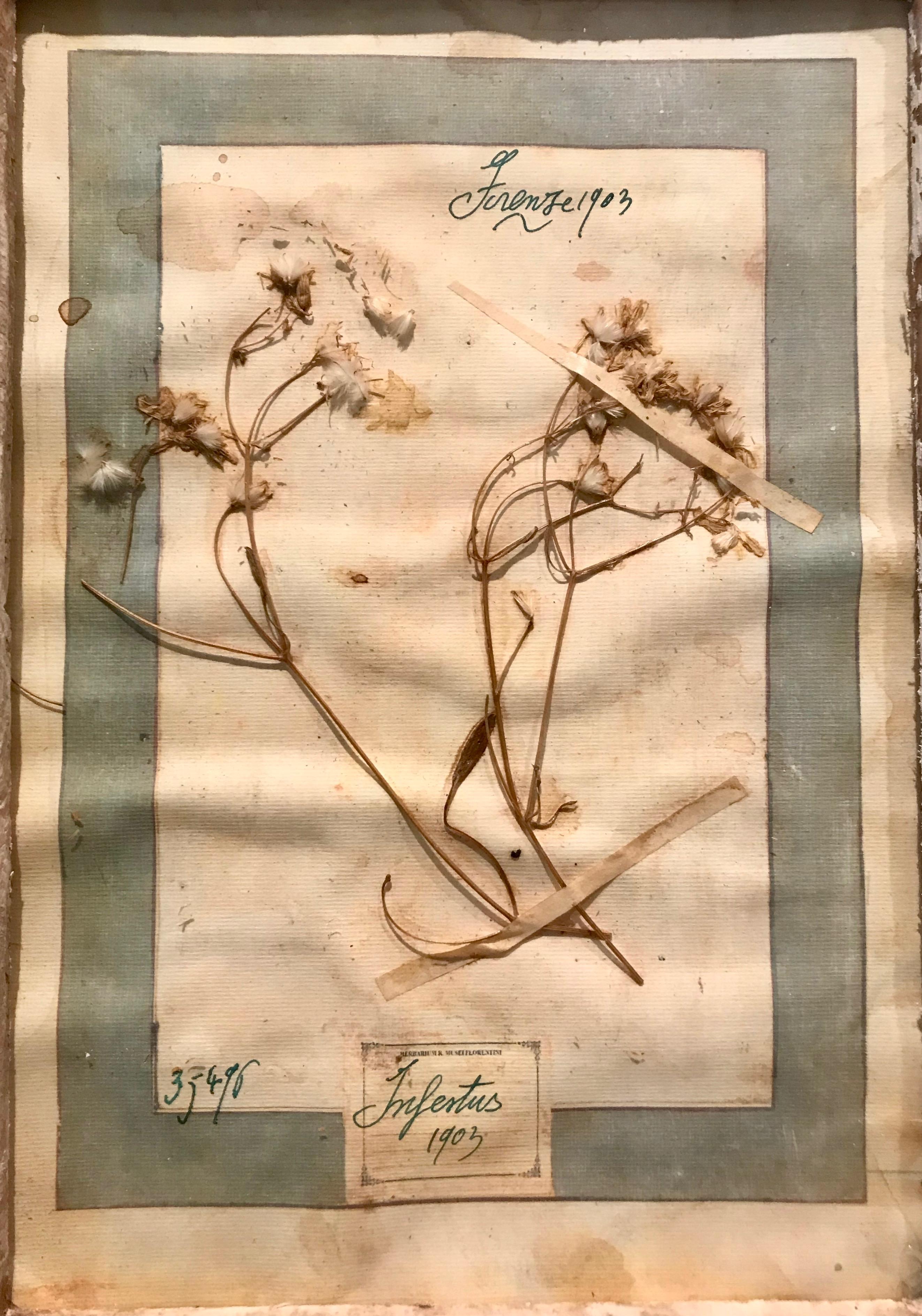 20th Century Single Large Framed Display of Nine Florentine Dried Botanicals, circa 1905