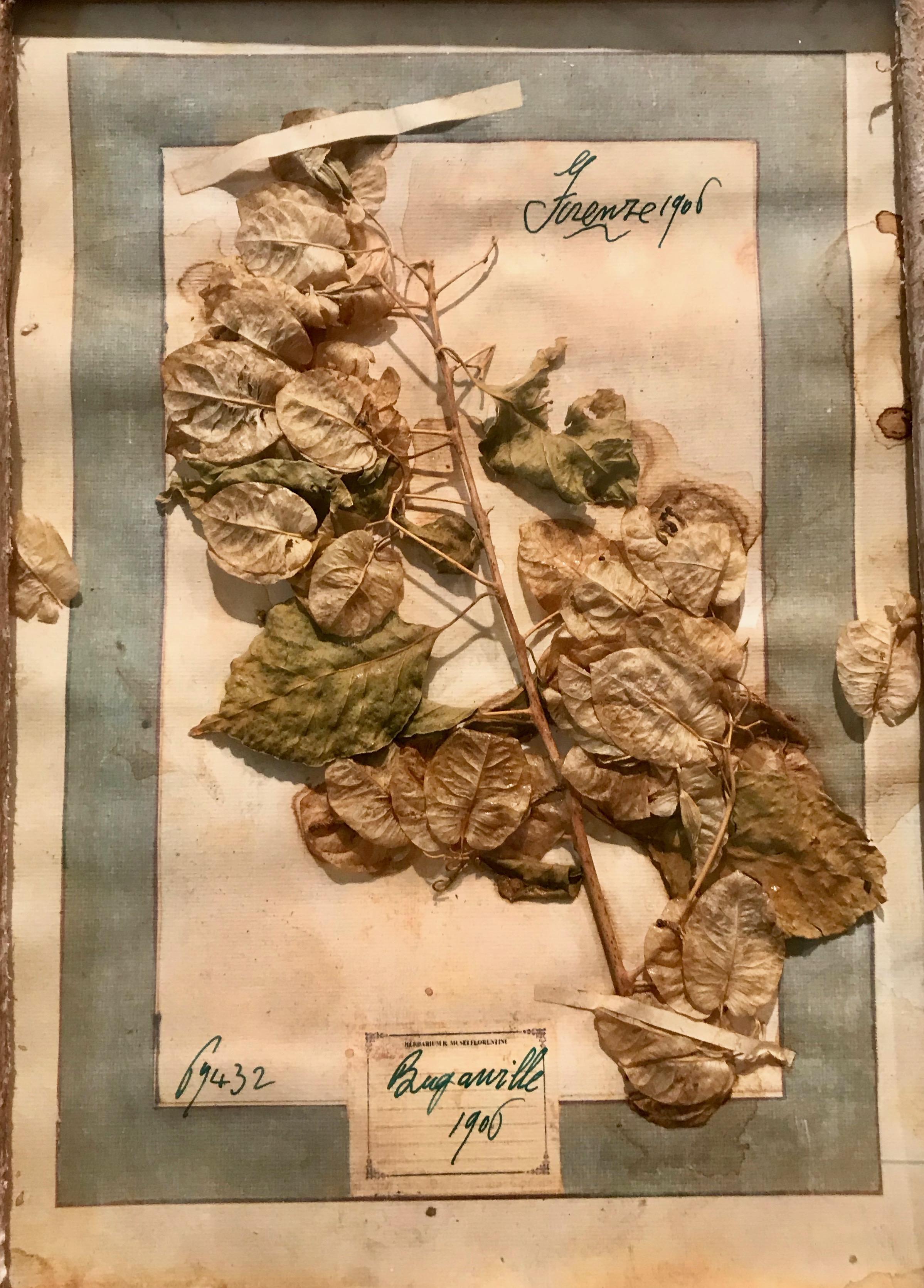 Single Large Framed Display of Nine Florentine Dried Botanicals, circa 1905 2