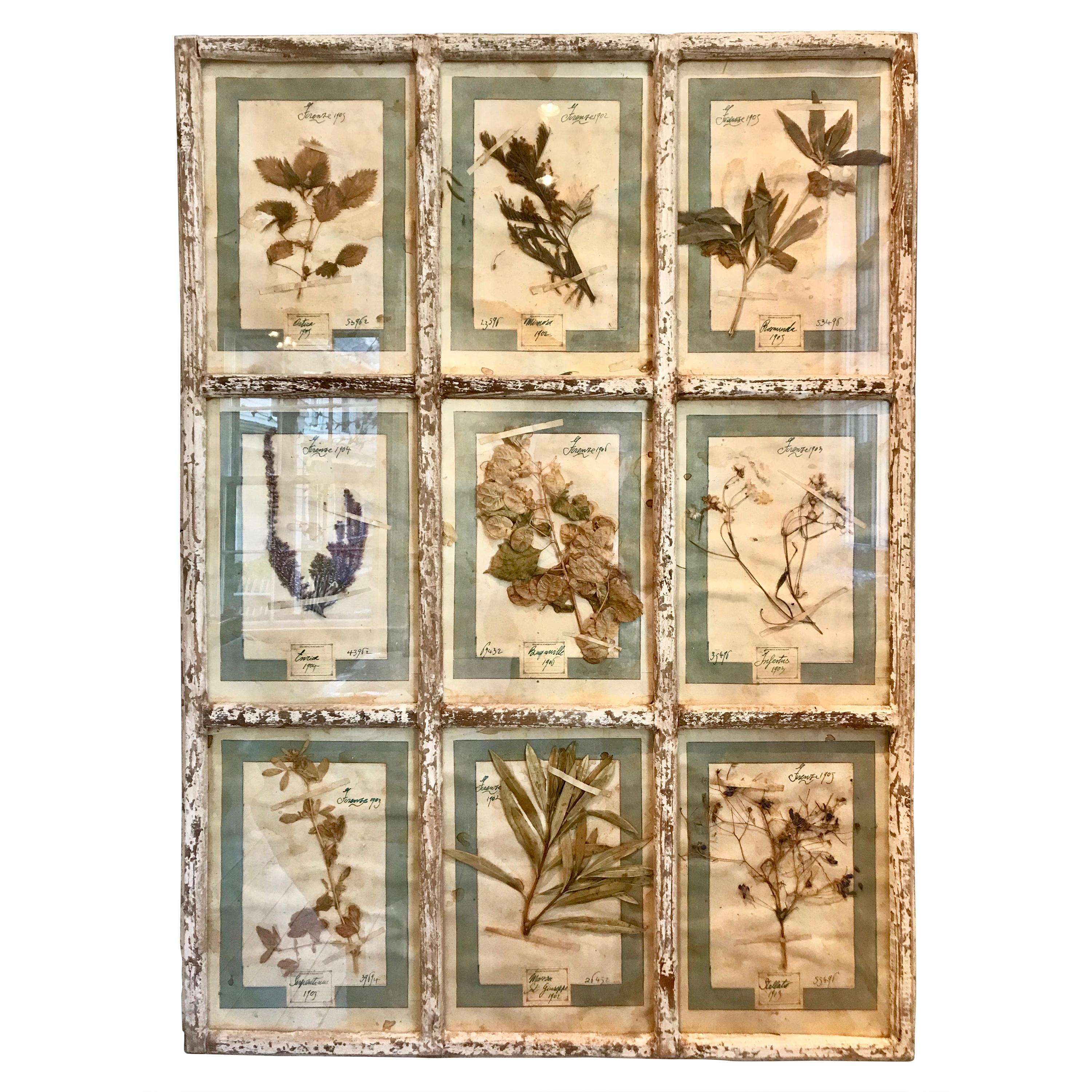 Single Large Framed Display of Nine Florentine Dried Botanicals, circa 1905