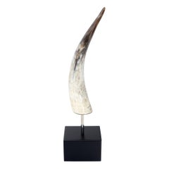 Single Polished Bull Horn Sculpture on Square Black Modern Pedestal