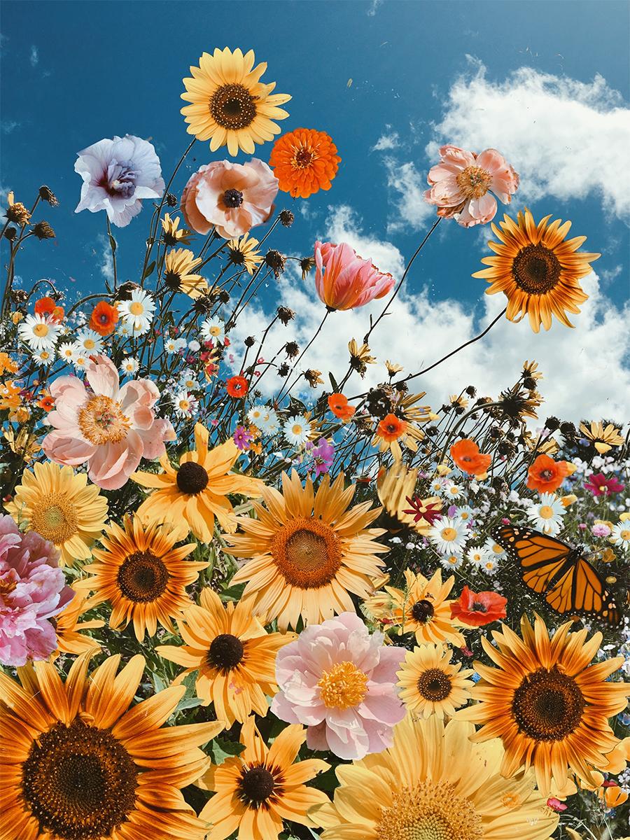 Siobhan O'Dwyer Abstract Print - Sunflower Heaven