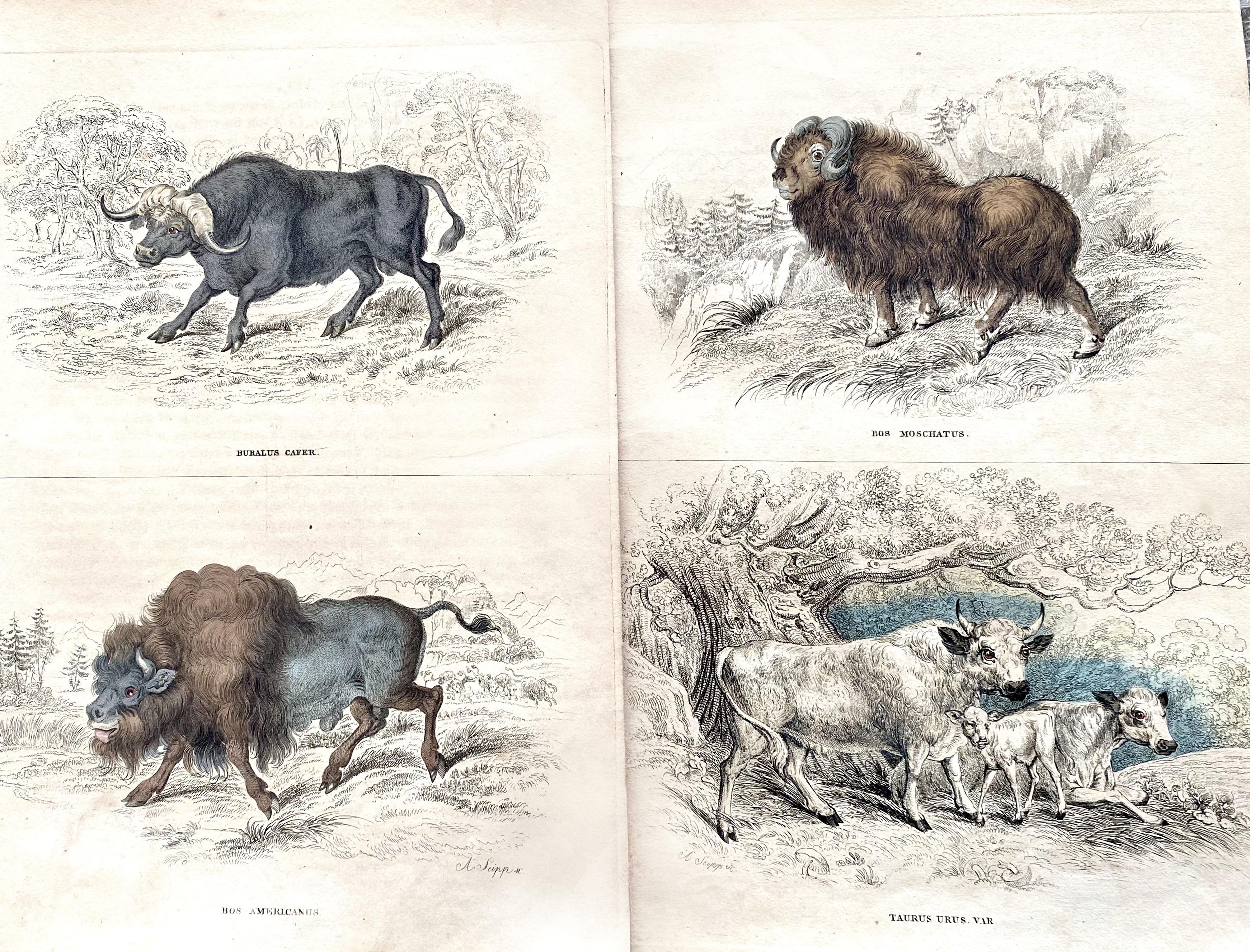 American Bizon Buffalo Antique Hand Coloured Print - Ox Cow Cattle Americas