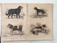 Antique Prints Canines -  Dog 