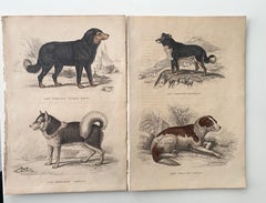 Antique Prints Canines -  Dog