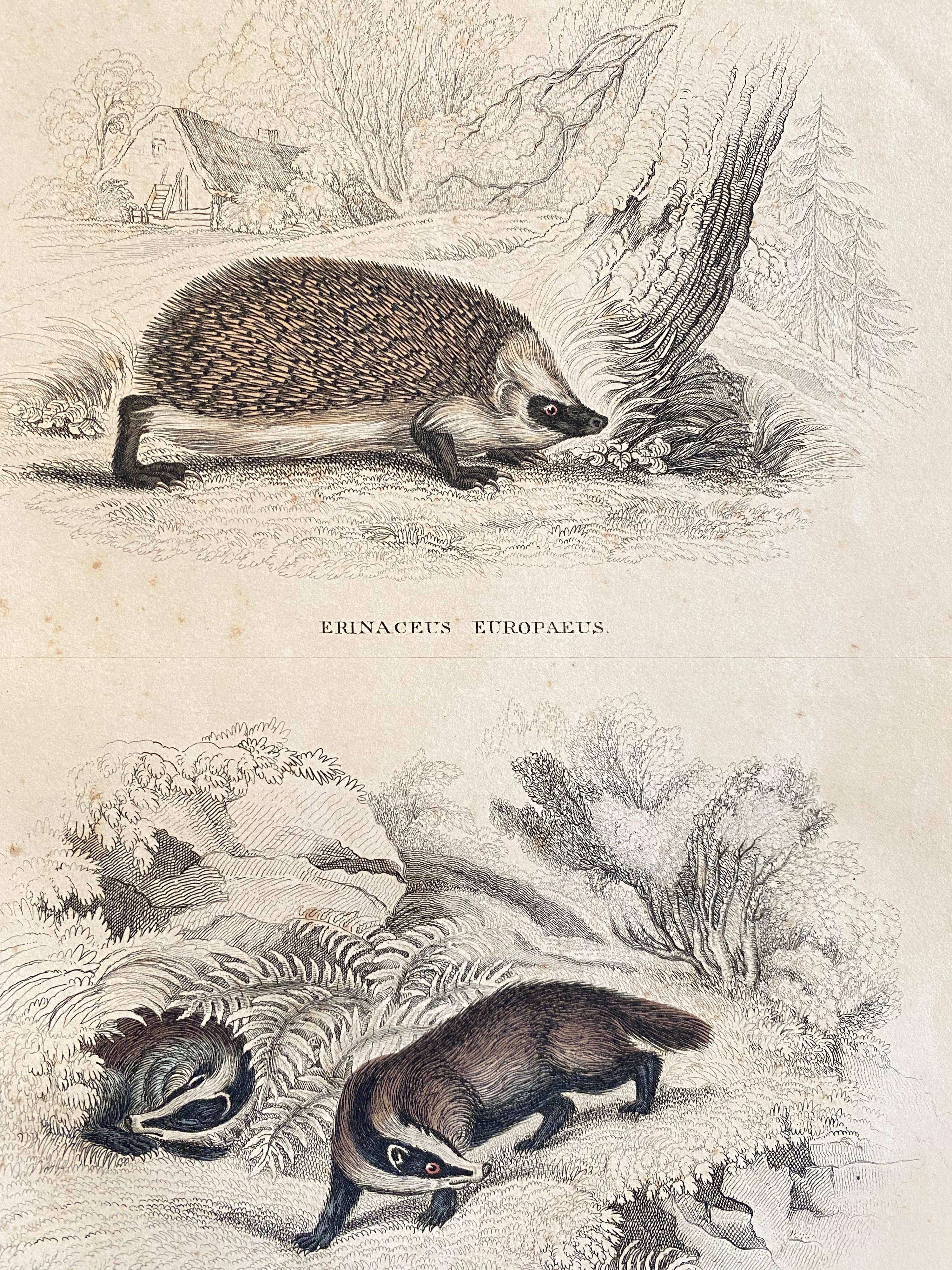 Antique Prints of Forest animals - Squirrel fox hare hedgehog garden - Beige Animal Print by Sir William Jardine, 7th Baronet (after)