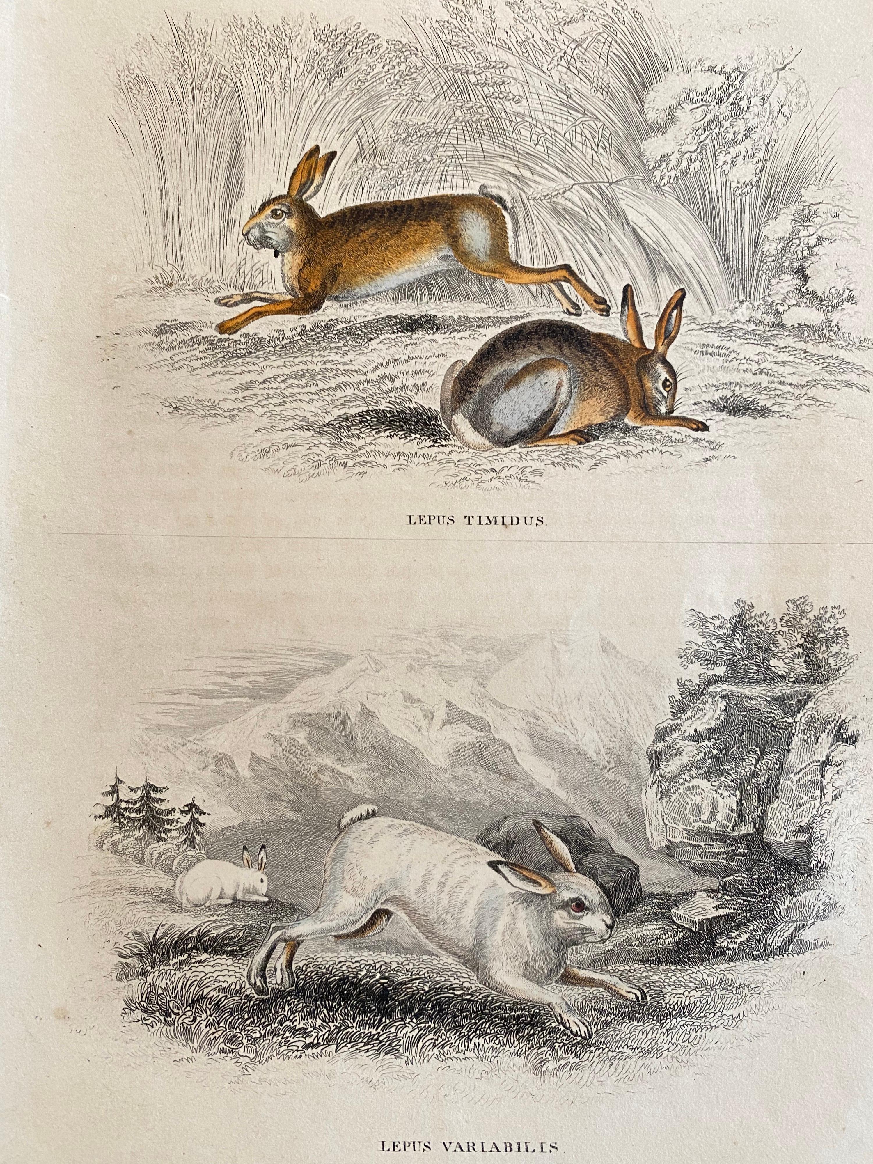 Set of 10 hand colored prints (5  sheets) of garden and forest animals. 

Including a squirrel, fox, hermin, hare, mouse, ...
Published in 1840 based on the work of Scottish naturalist, Sir William Jardine, 7th Baronet. 


From 