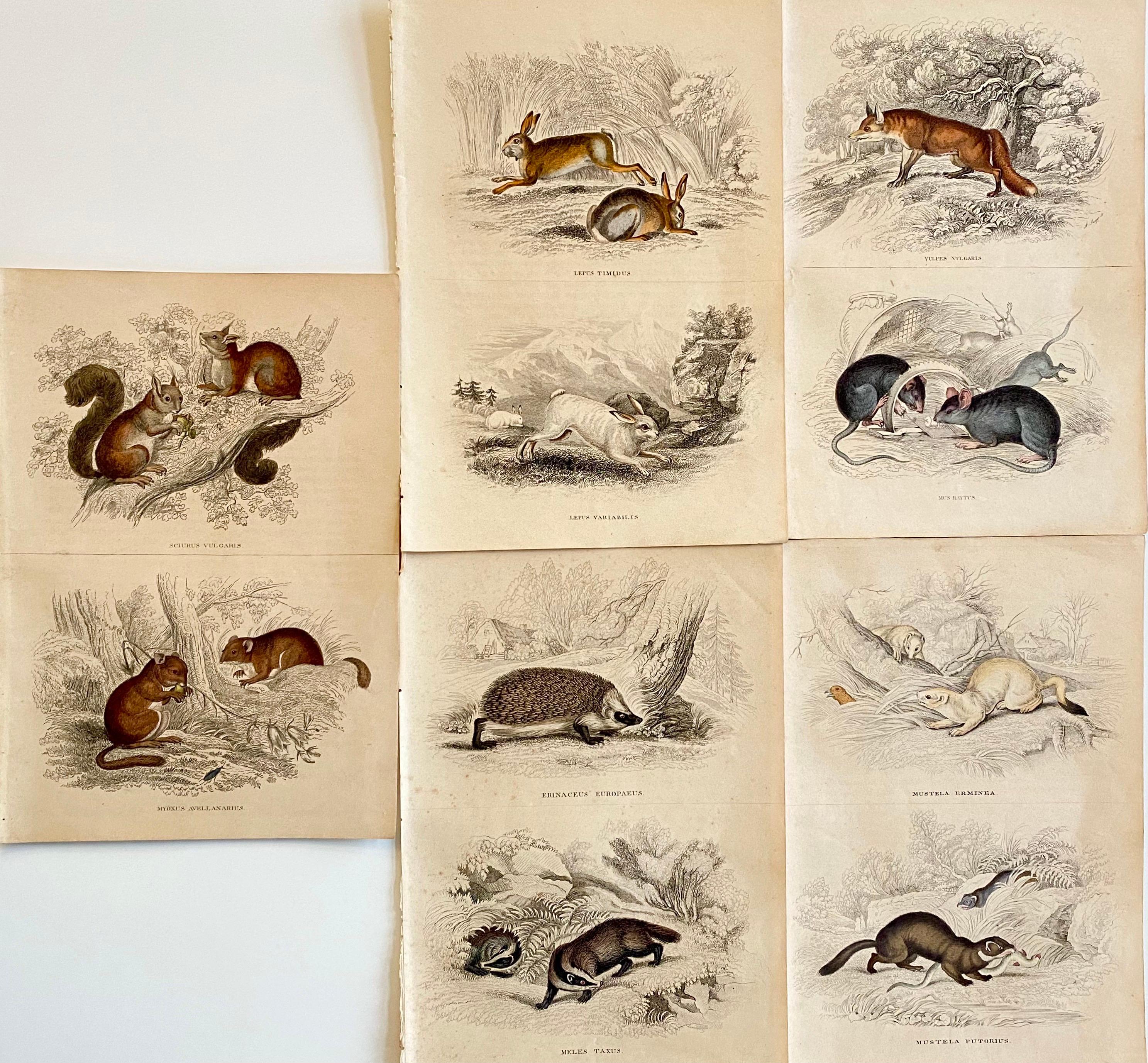 Sir William Jardine, 7th Baronet (after) Animal Print - Antique Prints of Forest animals - Squirrel fox hare hedgehog garden