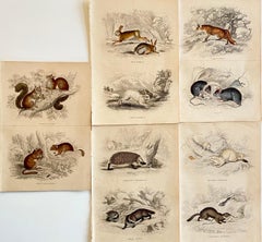 Antique Prints of Forest animals - Squirrel fox hare hedgehog garden