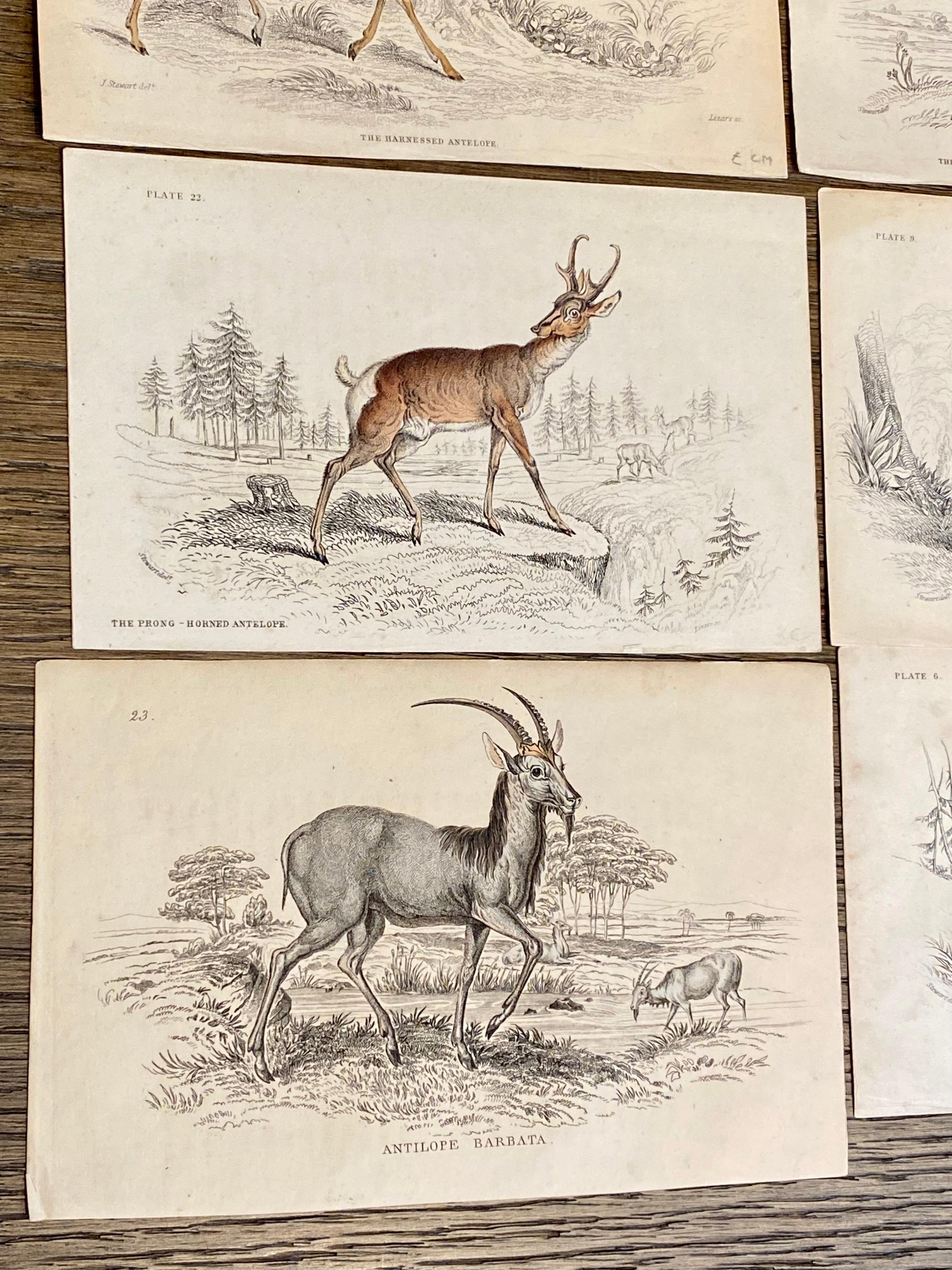 Antique Prints of Rare Deers and Antilopes- Exotic Tropical Doe Stag deer - Painting by Sir William Jardine, 7th Baronet (after)