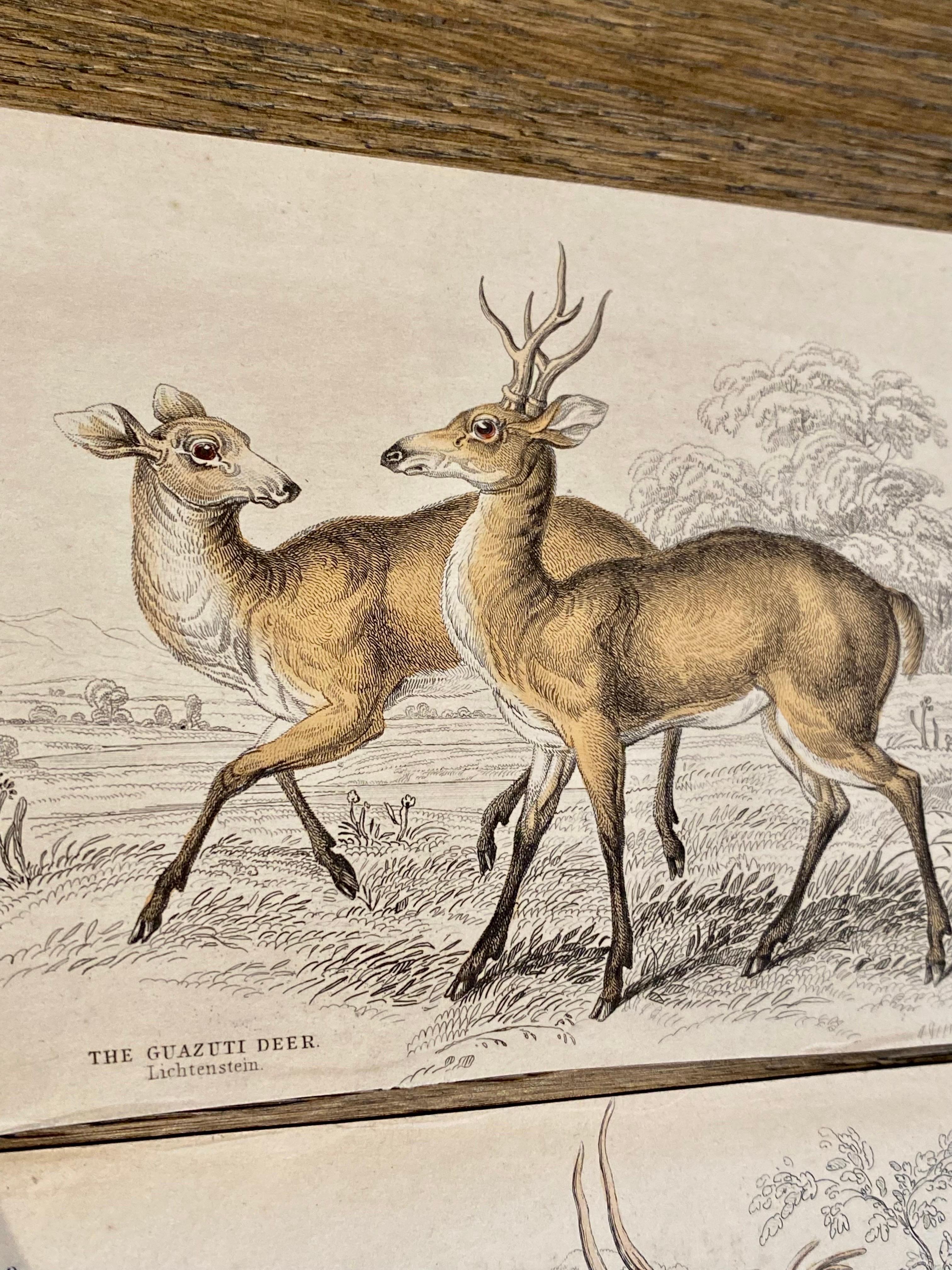 Antique Prints of Rare Deers and Antilopes- Exotic Tropical Doe Stag deer - Old Masters Painting by Sir William Jardine, 7th Baronet (after)