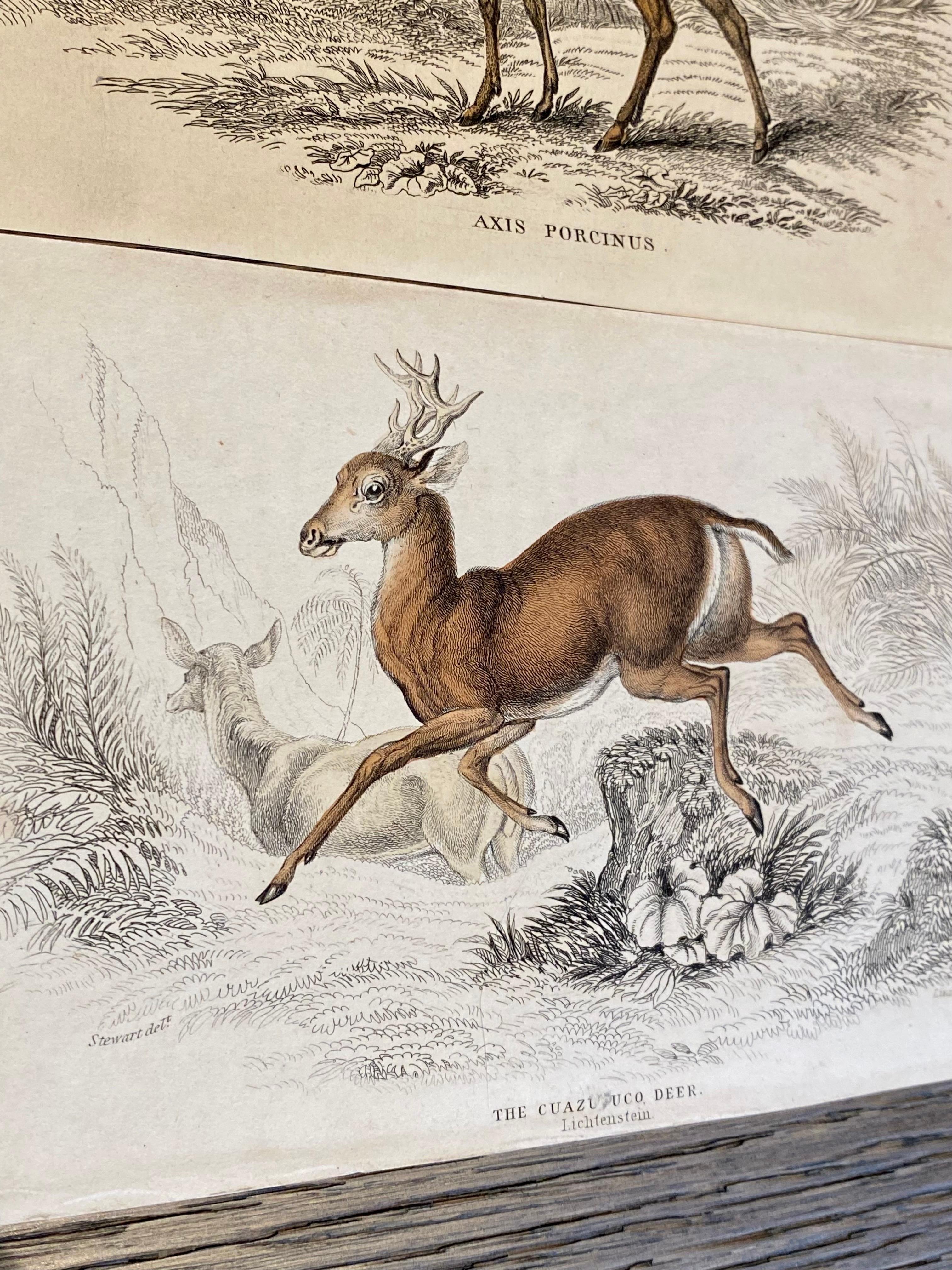 Set of 9 hand colored prints of rare types of deers and antilopes which lived in South-America, Africa and South-east Asia. Published in 1834 based on the work of Scottish naturalist, Sir William Jardine, 7th Baronet. 

Depicting amongst others a: