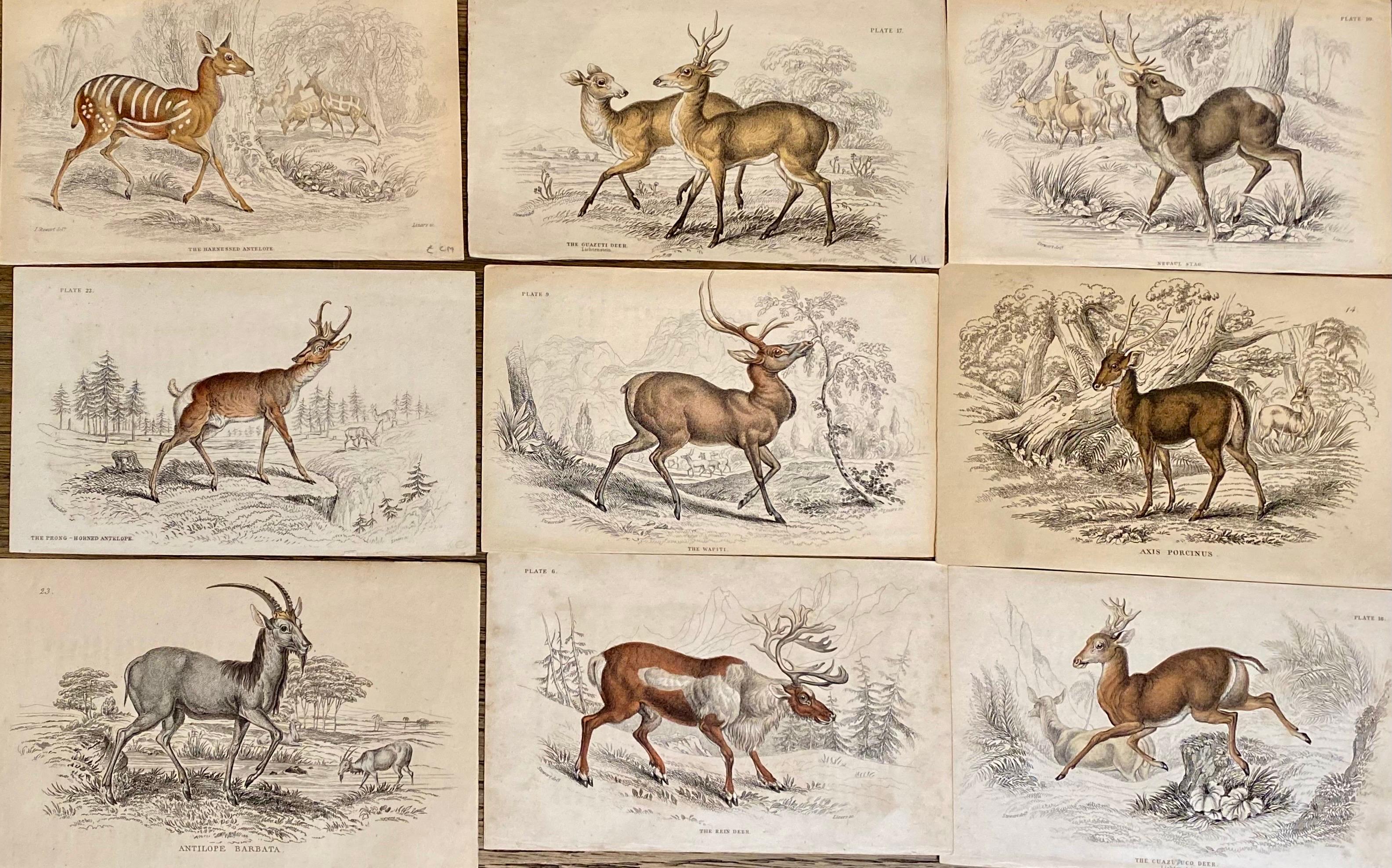 Sir William Jardine, 7th Baronet (after) Animal Painting - Antique Prints of Rare Deers and Antilopes- Exotic Tropical Doe Stag deer