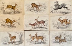 Antique Prints of Rare Deers and Antilopes- Exotic Tropical Doe Stag deer