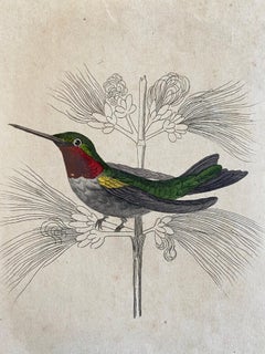 Antique Prints of Rare Exotic Birds - Hummingbird