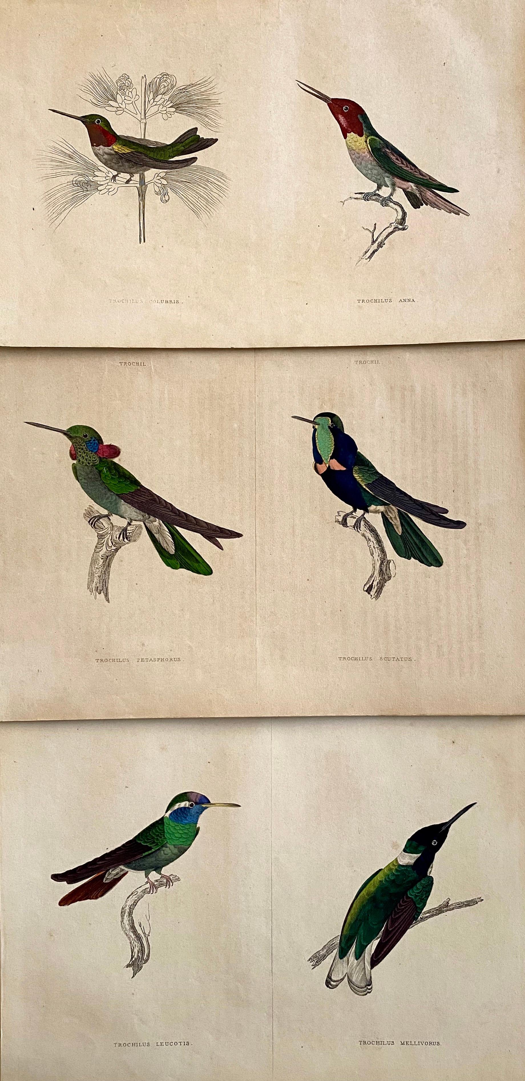 Old Masters Animal Paintings