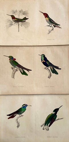 Antique Prints of Rare Exotic Birds - Hummingbird