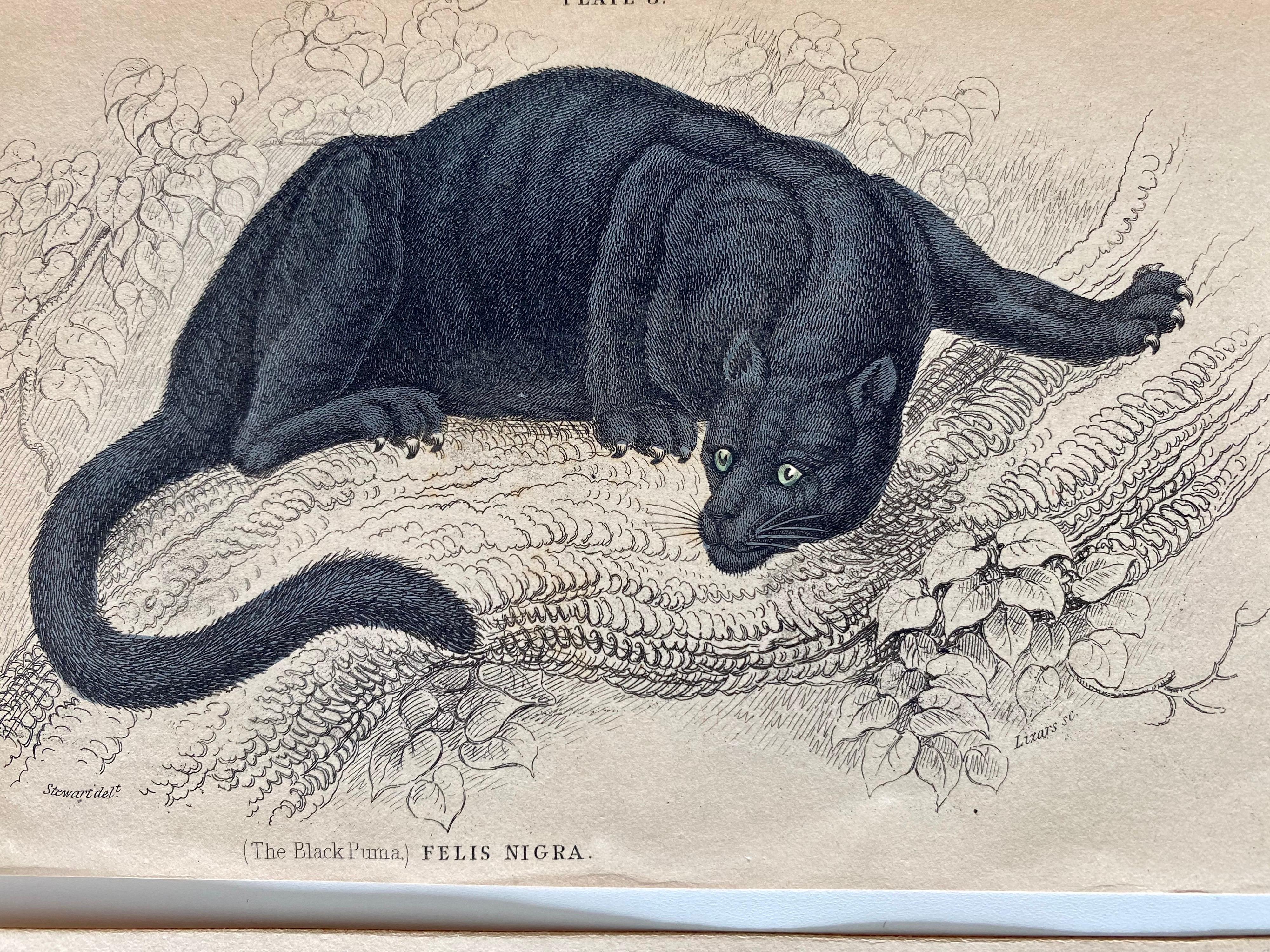 baronet cats