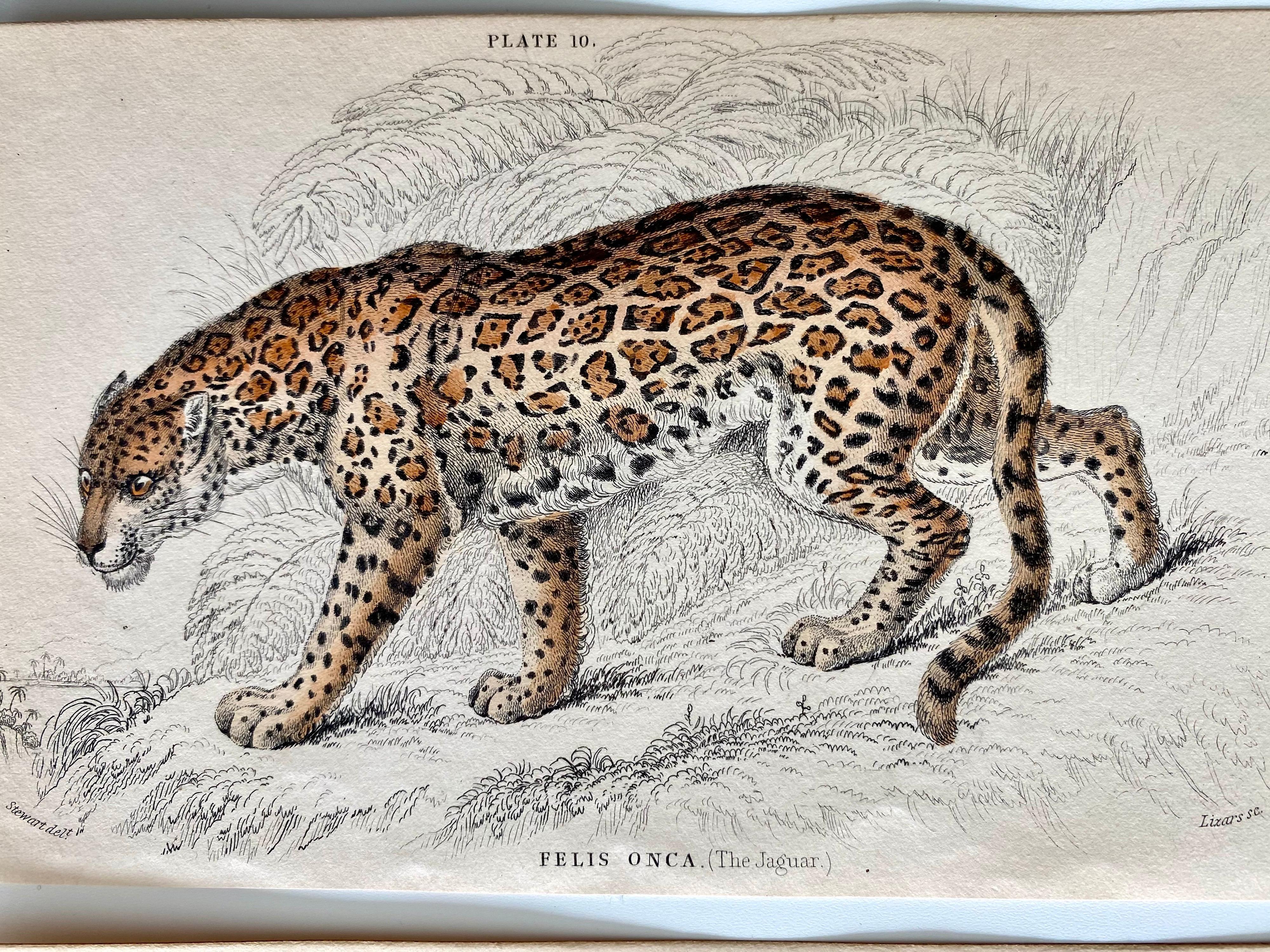 Antique Prints of Rare Felines - Big Cats - Exotic Tropical Lion Tiger Puma - Gray Animal Print by Sir William Jardine, 7th Baronet (after)