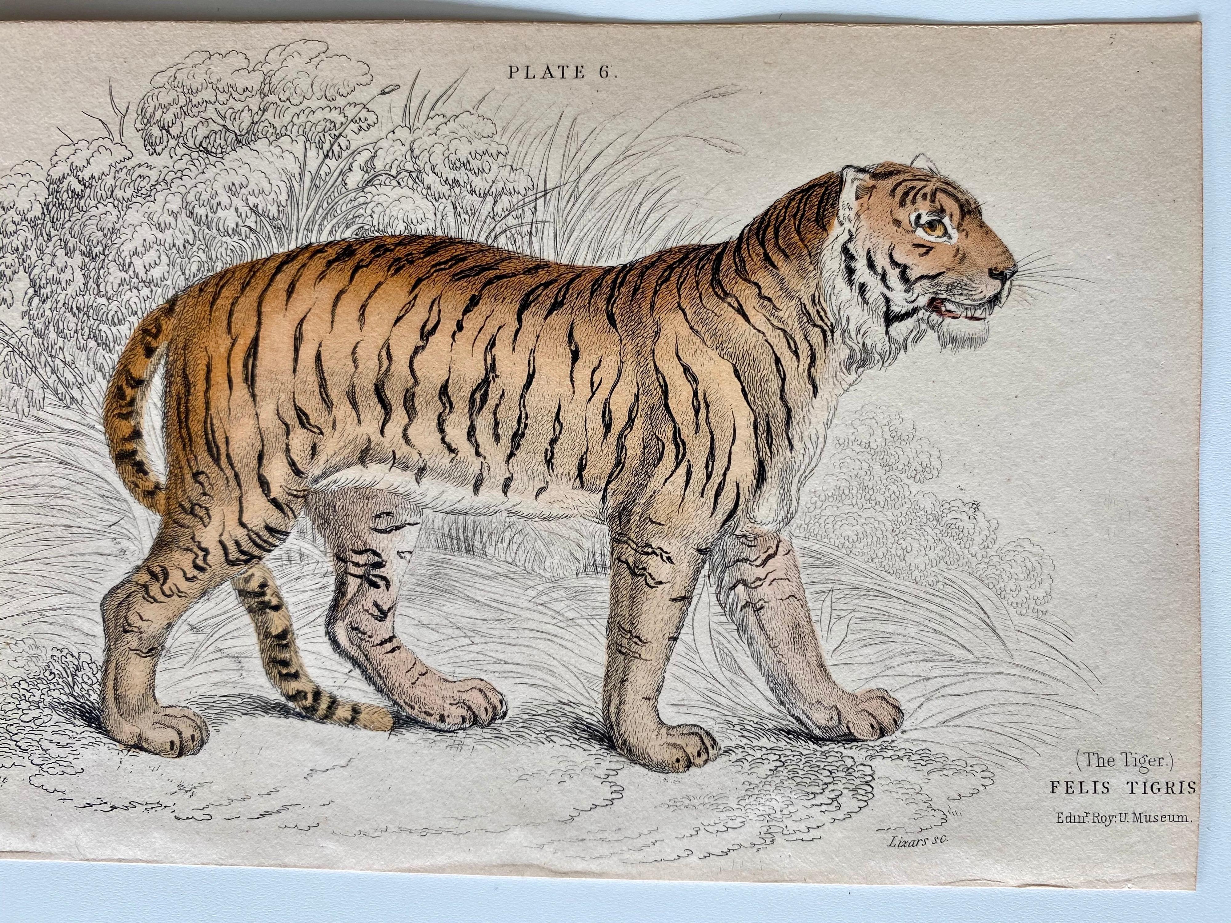 Set of 36 hand colored prints of very rare & large cats which lived in South-America, Africa and South-east Asia. Published in 1834 based on the work of Scottish naturalist, Sir William Jardine, 7th Baronet. Plates 1 to 34.

Depicting a: