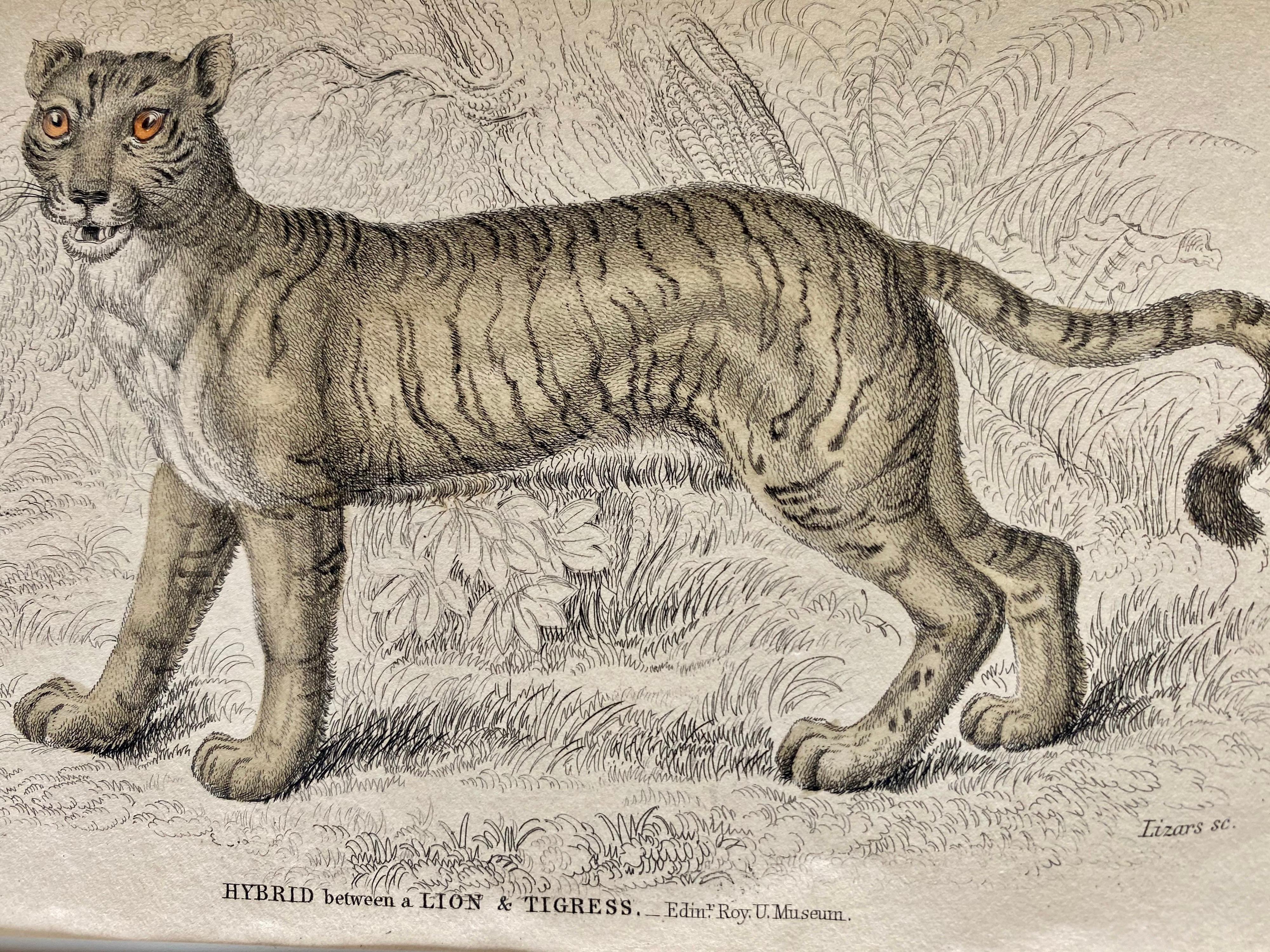 Antique Prints of Rare Felines - Big Cats - Exotic Tropical Lion Tiger Puma 1