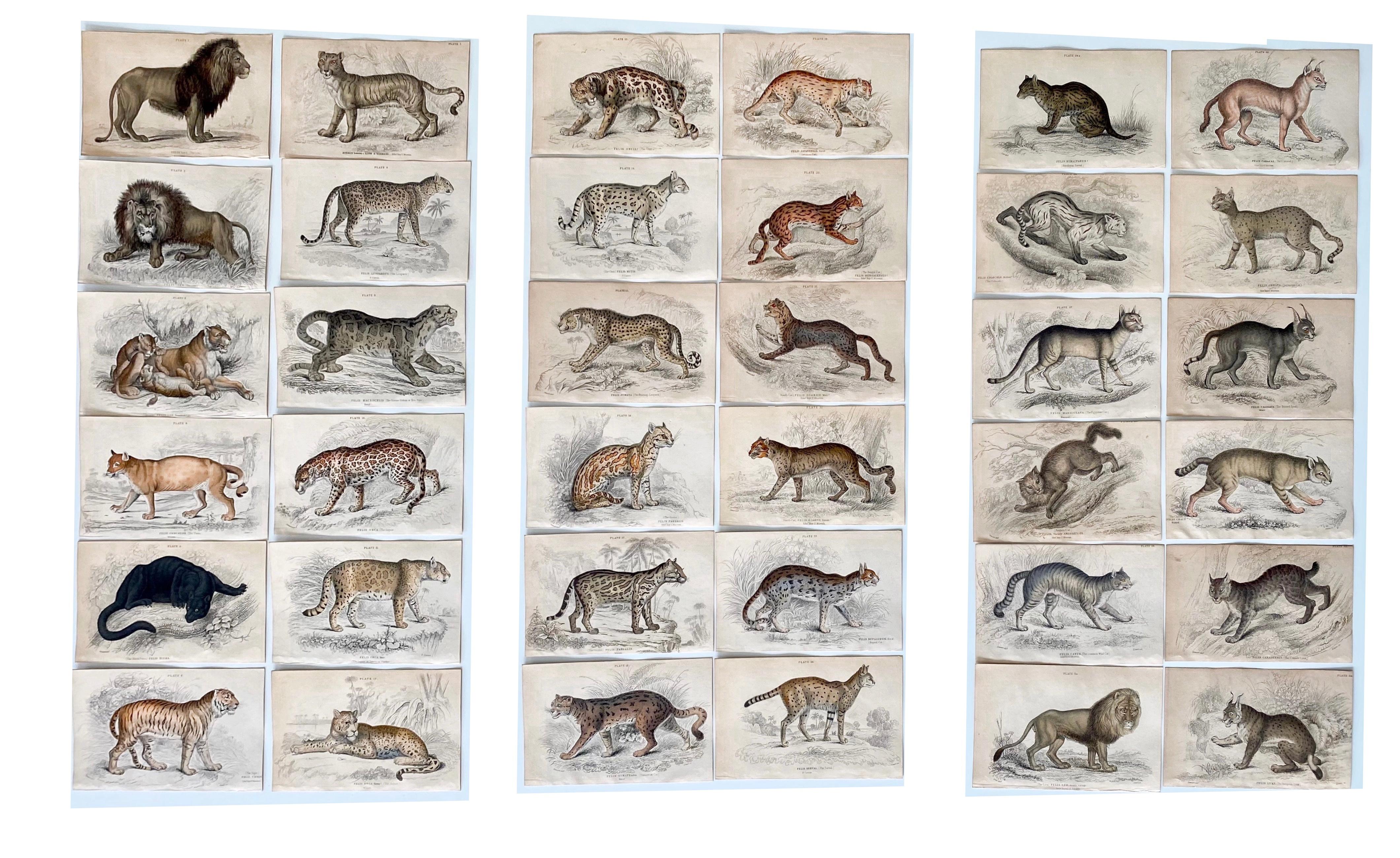 Sir William Jardine, 7th Baronet (after) Animal Print - Antique Prints of Rare Felines - Big Cats - Exotic Tropical Lion Tiger Puma