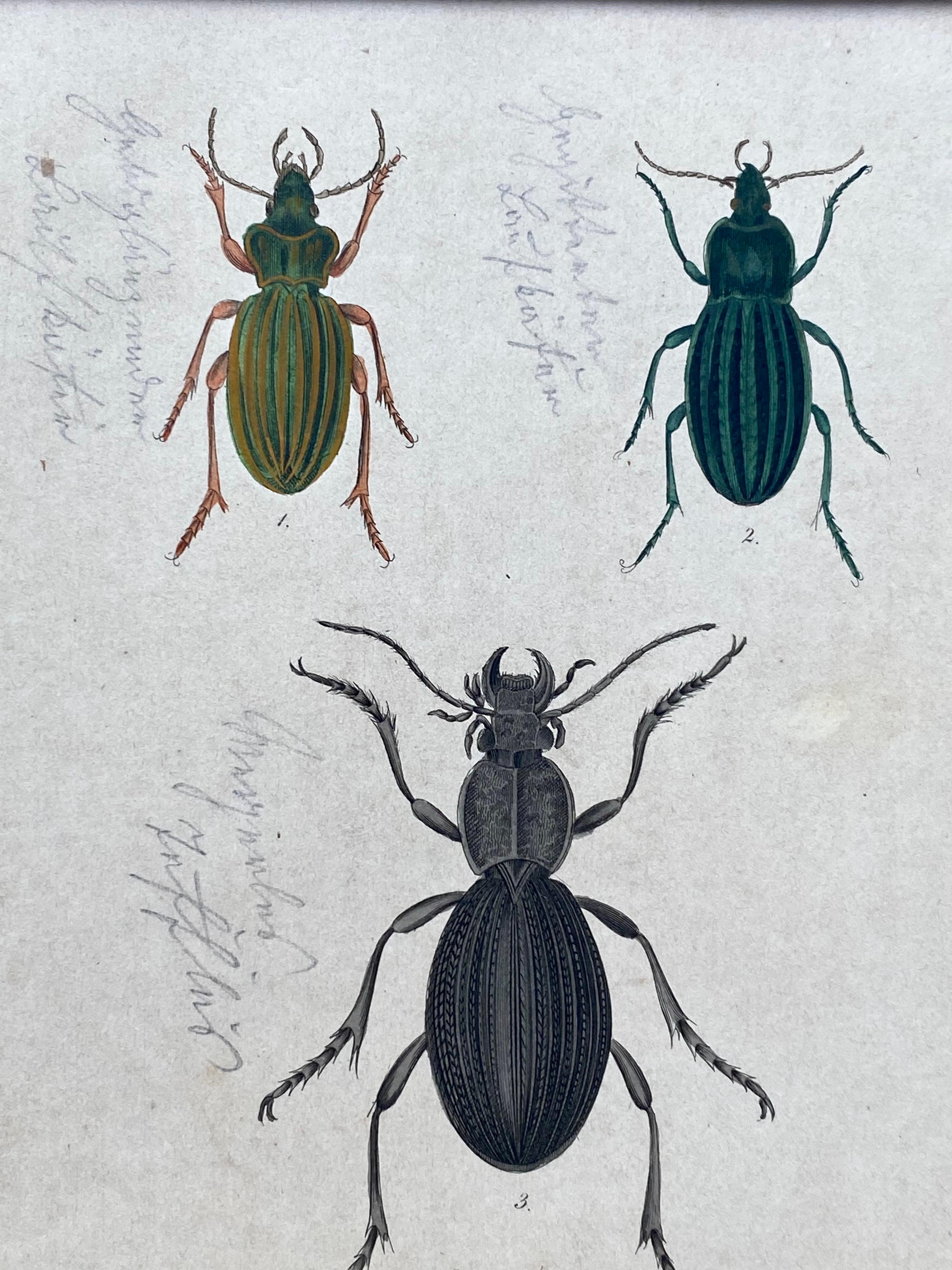 william beetle