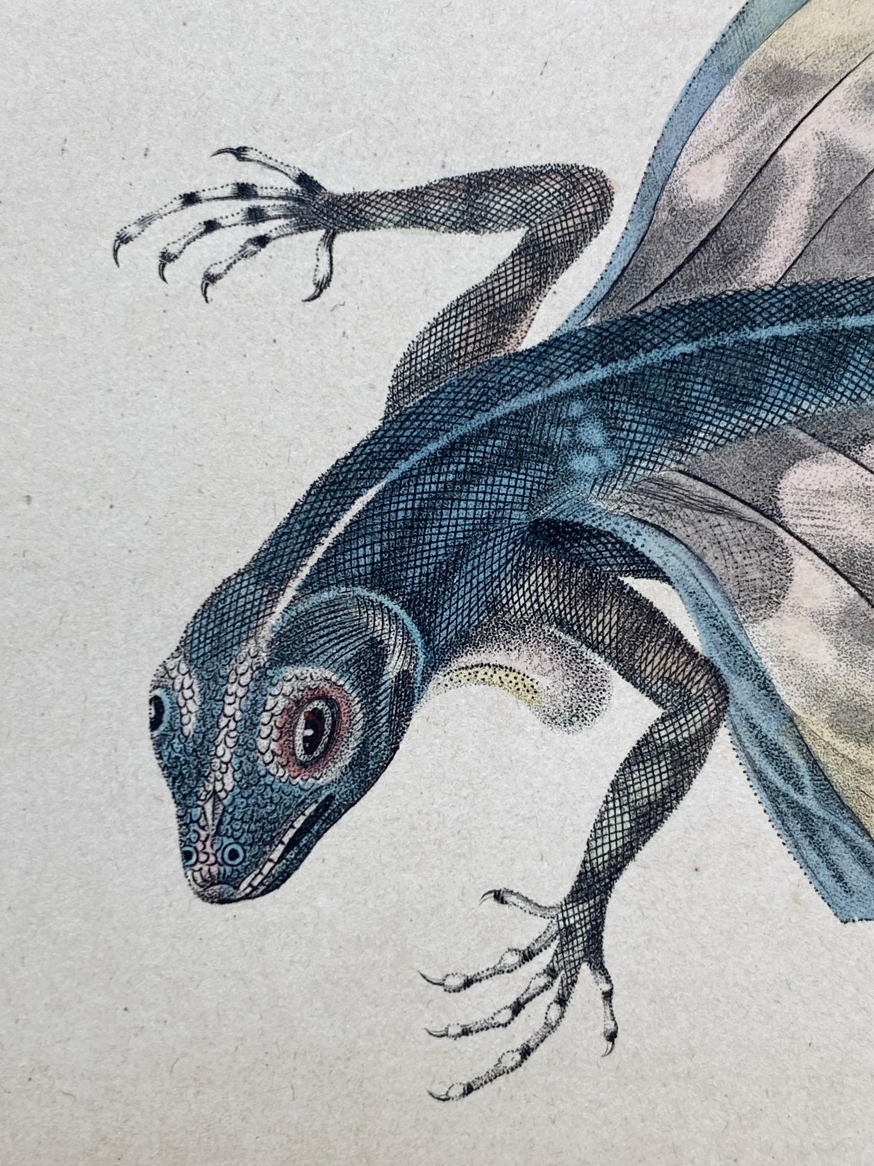 Set of 4 Hand colored prints (2 sheets) depicting rare reptiles published in 1840 based on the work of Scottish naturalist, Sir William Jardine, 7th Baronet.  

Includes a:
Draco Viridis (flying lizard)
Drancunculus Lineatus 
Lamprolepis Smaragdina
