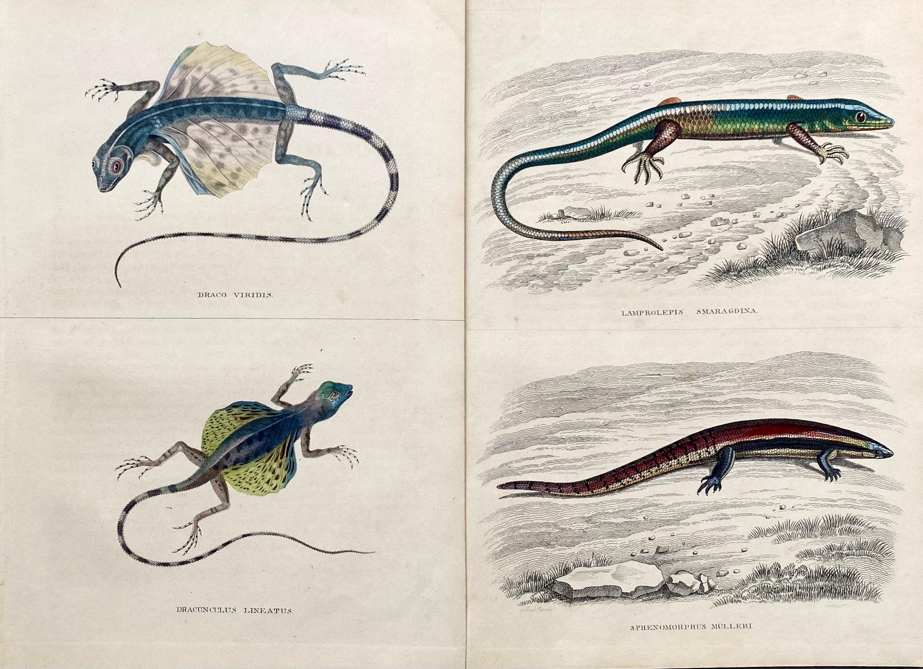 Sir William Jardine, 7th Baronet (after) Landscape Print - Lizard Antique Hand Coloured Print - Tropical Exotic Lizards Rare Reptiles 