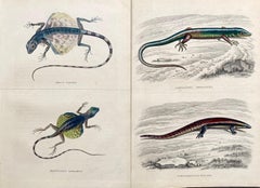 Lizard Antique Hand Coloured Print - Tropical Exotic Lizards Rare Reptiles 