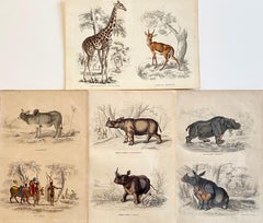 Rare Antique Hand Coloured Prints - Exotic Africa Rhino Tropical Giraffe
