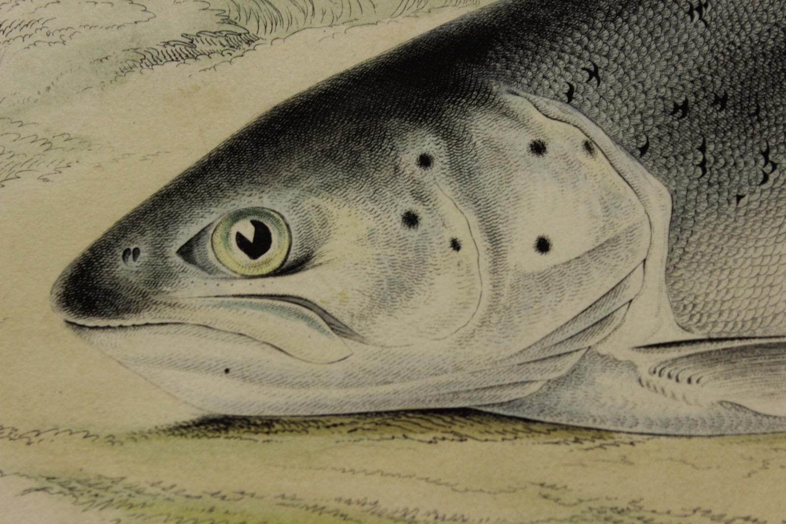 Sea Trout of the Solway - Print by Sir William Jardine