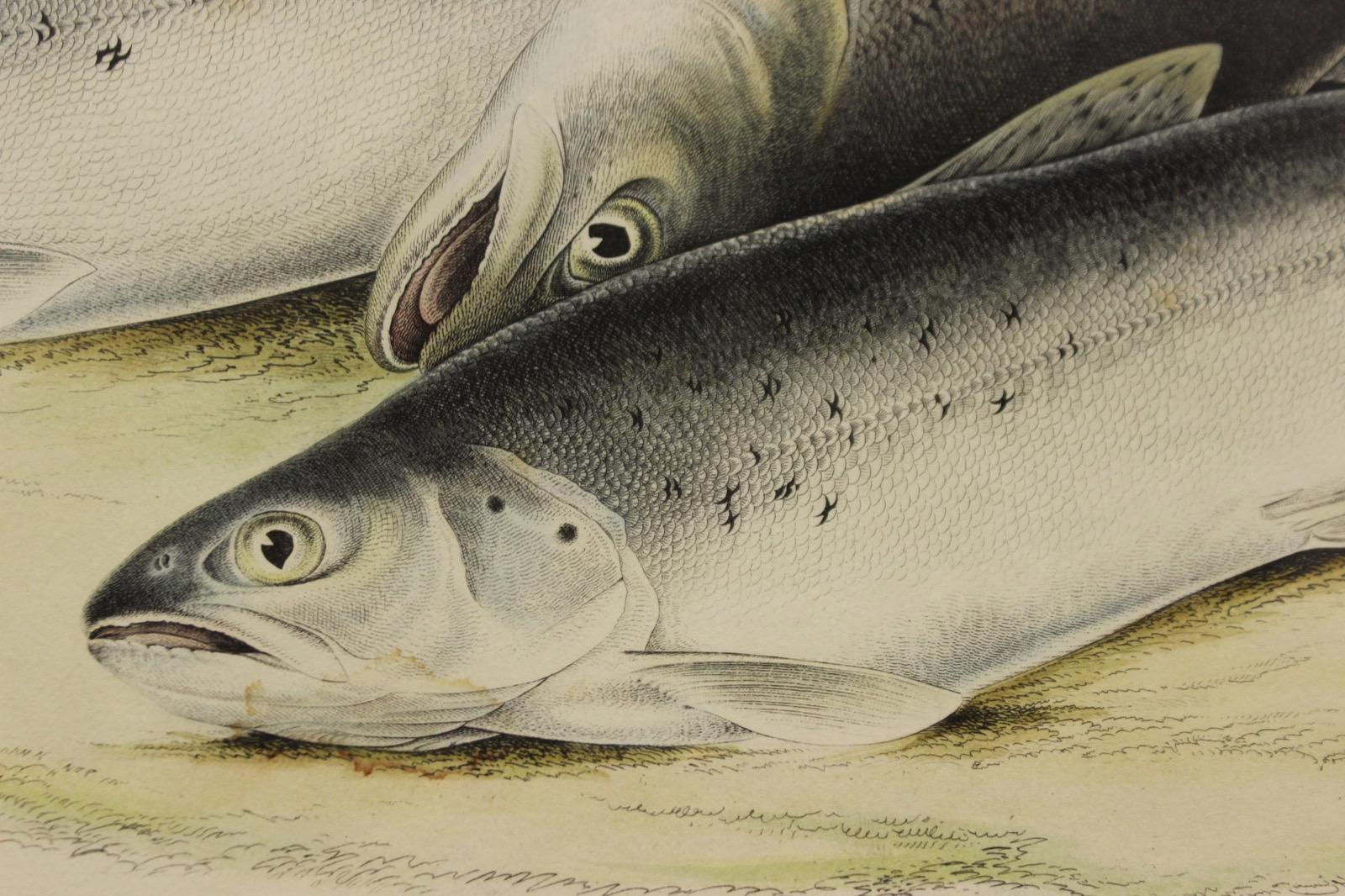 william jardine fish