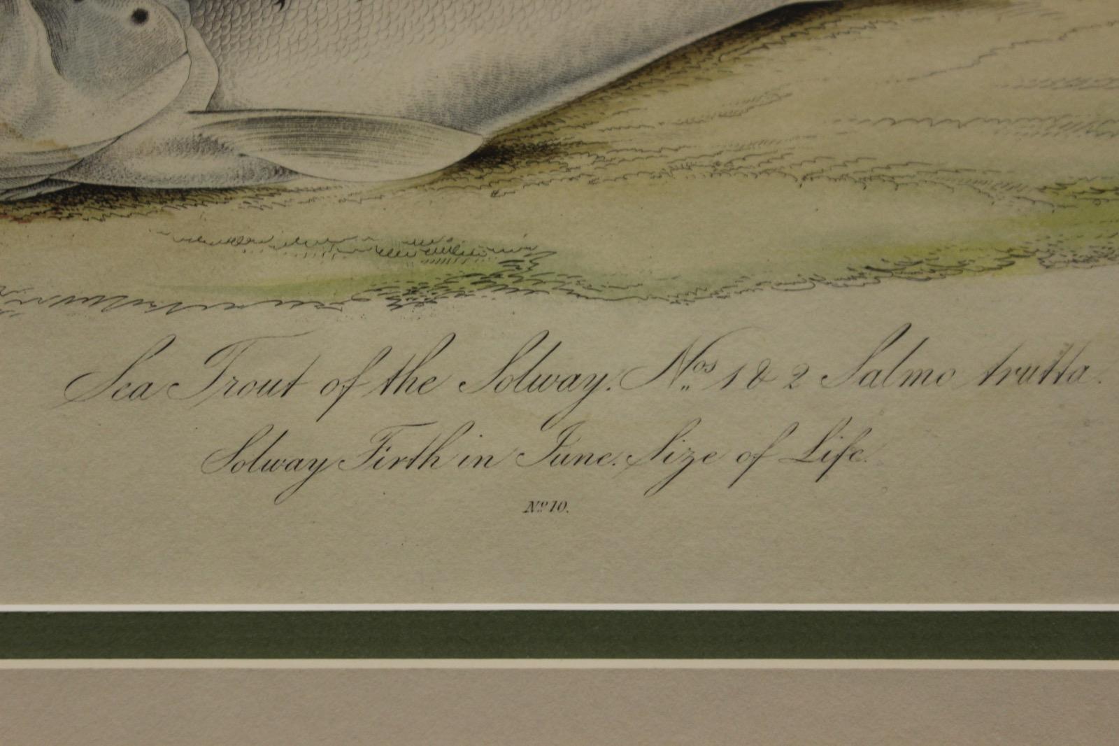Sea Trout of the Solway For Sale 2