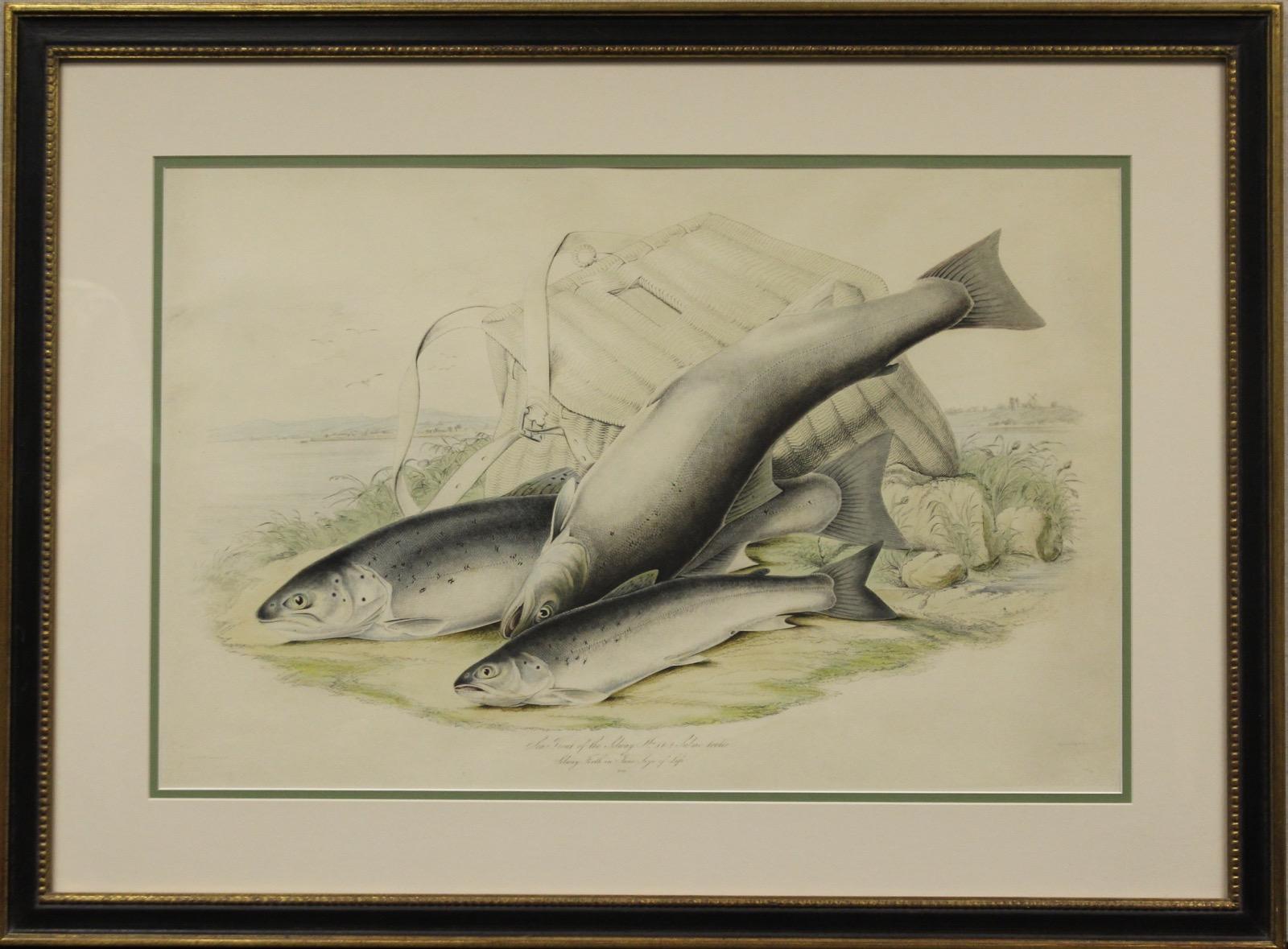 https://a.1stdibscdn.com/sir-william-jardine-prints-works-on-paper-sea-trout-of-the-solway-for-sale/a_12601/1625255220983/1_master.jpg
