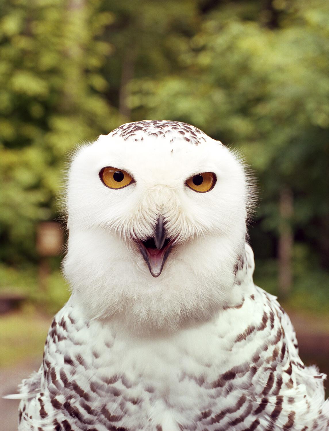 Siri Kaur Color Photograph - Owl