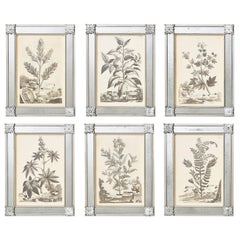 Six 18th Century Abraham Munting Botanical Prints, in Later Mirrored Frames