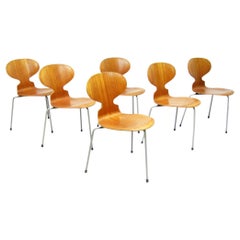 Six 1950s "Model 3100" Ant Chairs in Teak by Arne Jacobsen for Fritz Hansen
