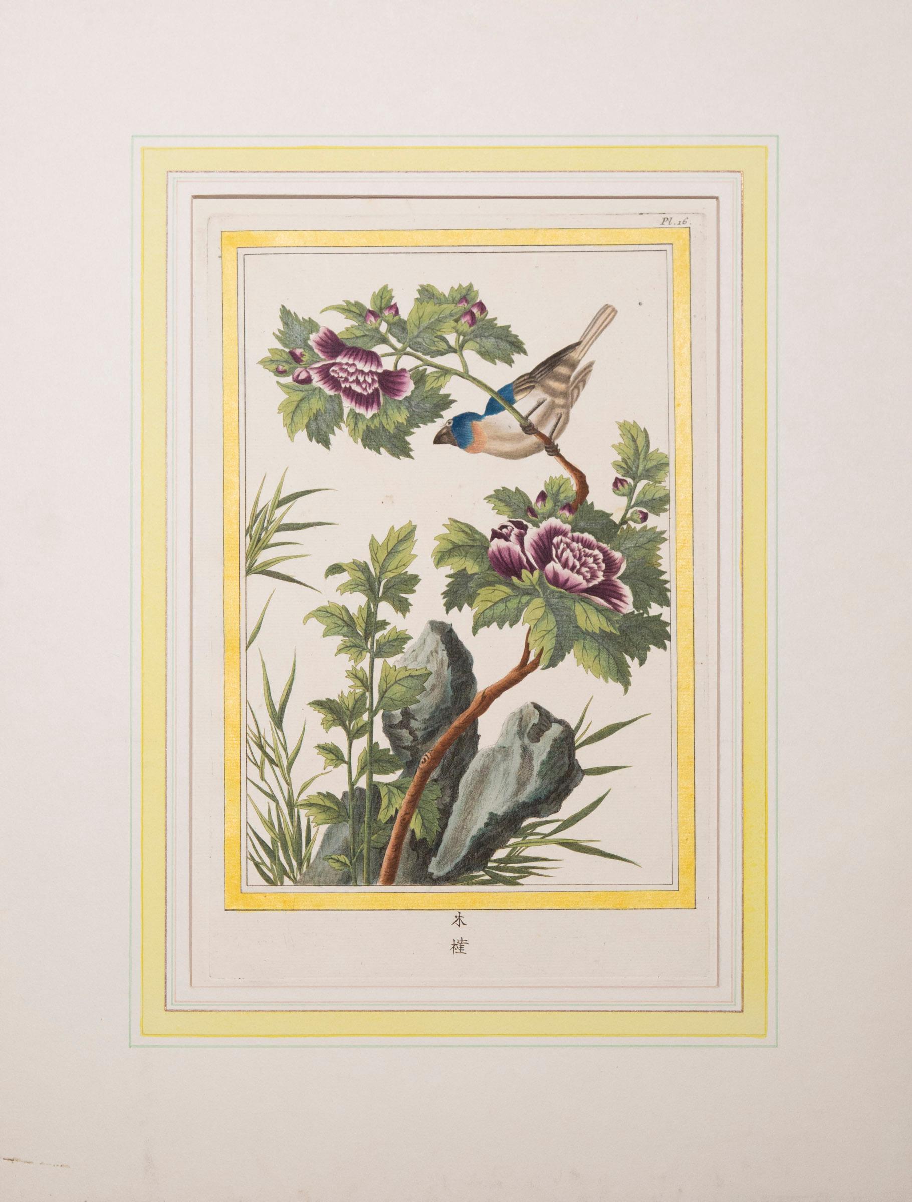 Sechs antike botanische Drucke mit Gravuren aus dem 18. Jahrhundert, von P.J. Buchoz, 1776 (Louis XVI.) im Angebot