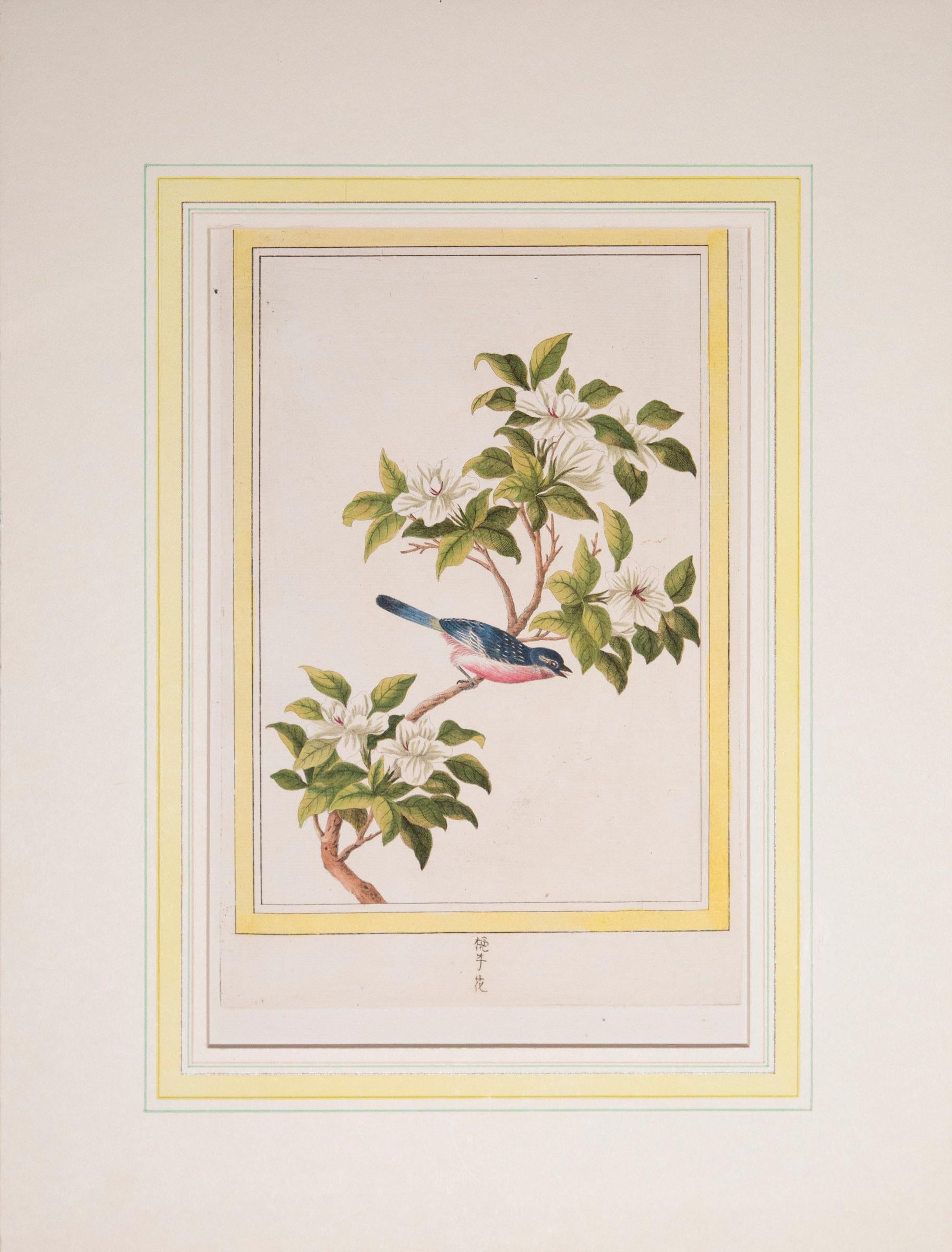 Sechs antike botanische Drucke mit Gravuren aus dem 18. Jahrhundert, von P.J. Buchoz, 1776 (Papier) im Angebot