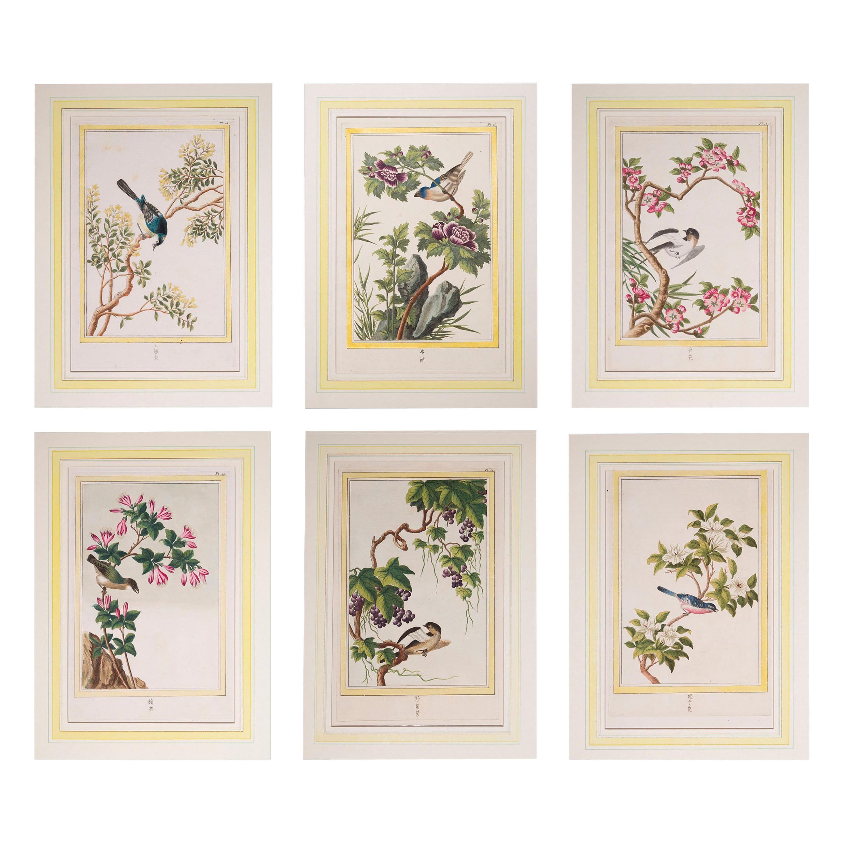 Six Antique 18th Century Botanical Prints Engravings, by P.J. Buchoz ...