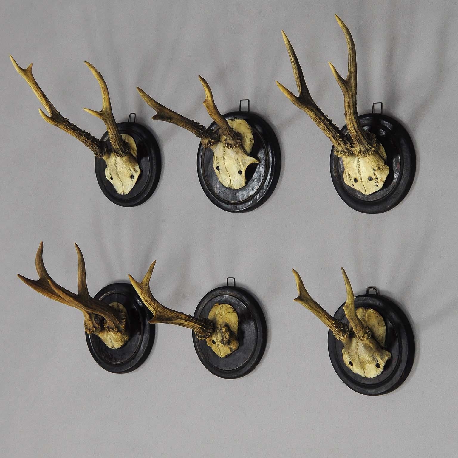 A set of six antique Black Forest deer trophies on turned and painted wooden plaques. One abnormal, from Bavaria, circa 1910.

measures: Height 7.87