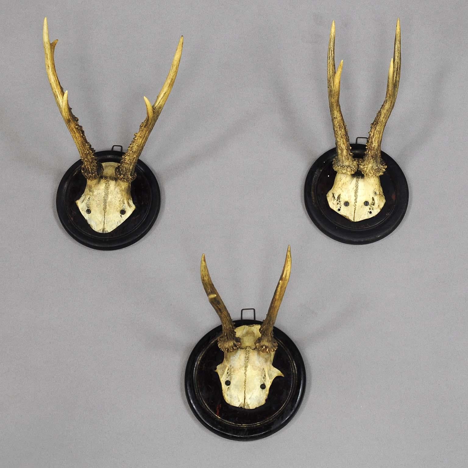 Six Antique Black Forest Deer Trophies, circa 1910 In Good Condition In Berghuelen, DE