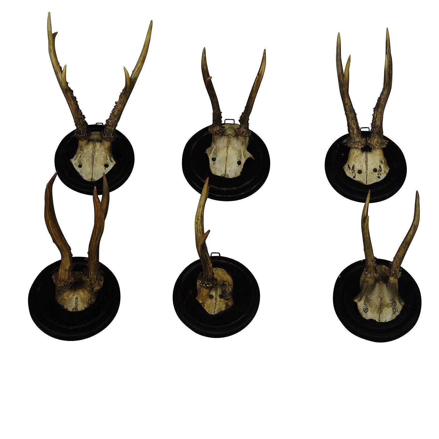 Six Antique Black Forest Deer Trophies, circa 1910