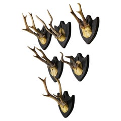 Six Antique Black Forest Deer Trophies on Plaques, Germany 1870s